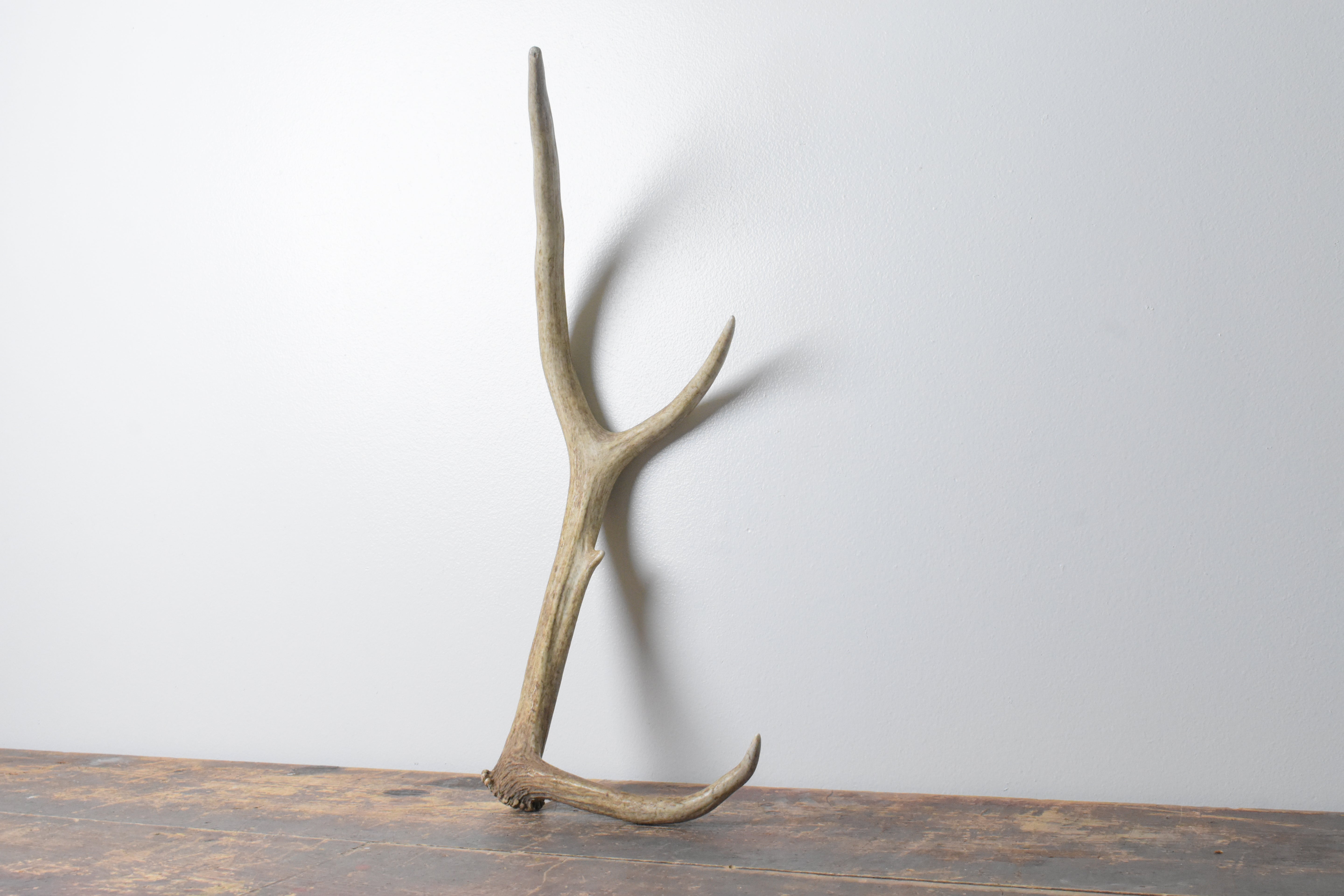 Elk Antler | Small Size | 104