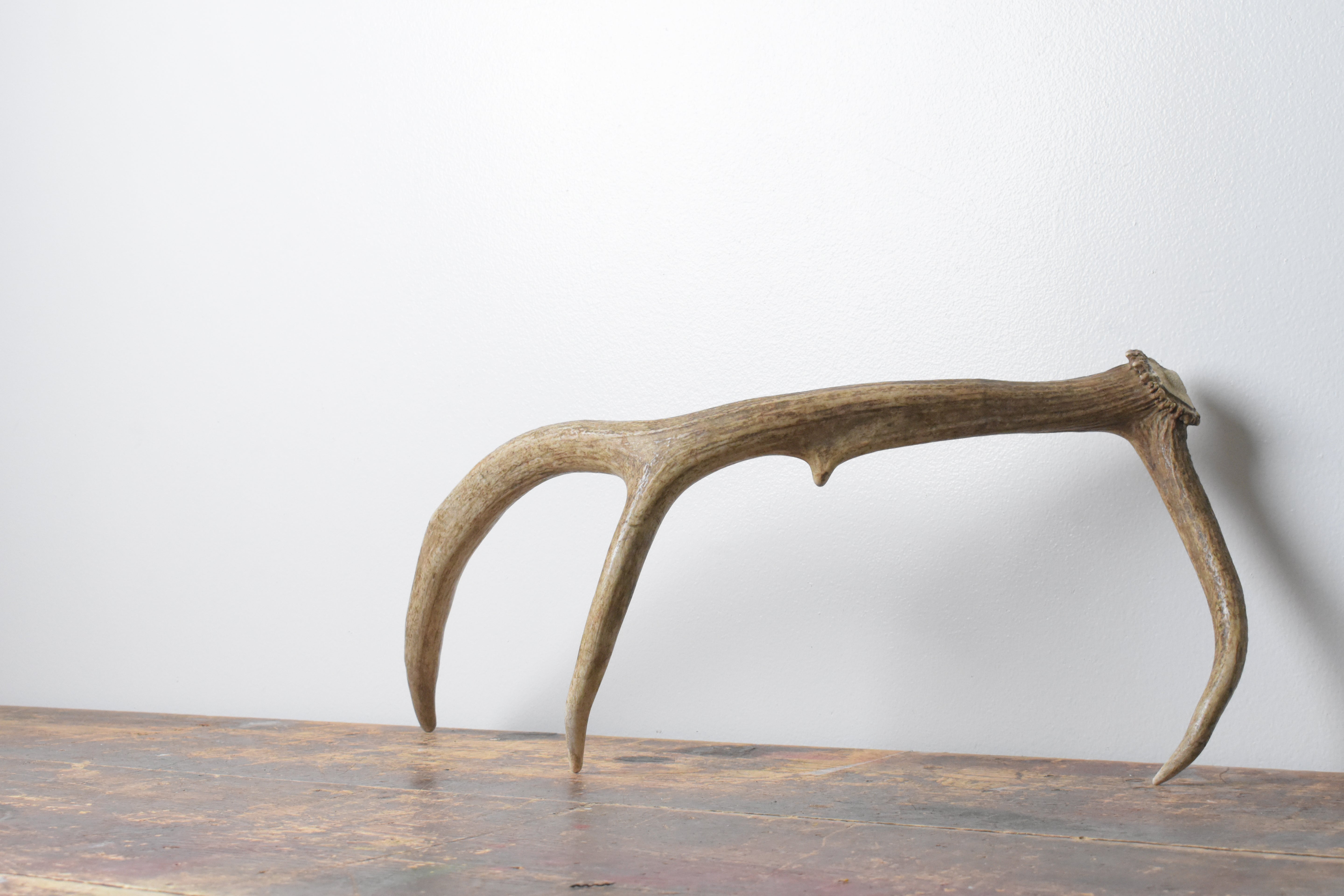 Elk Antler | Small Size | 104