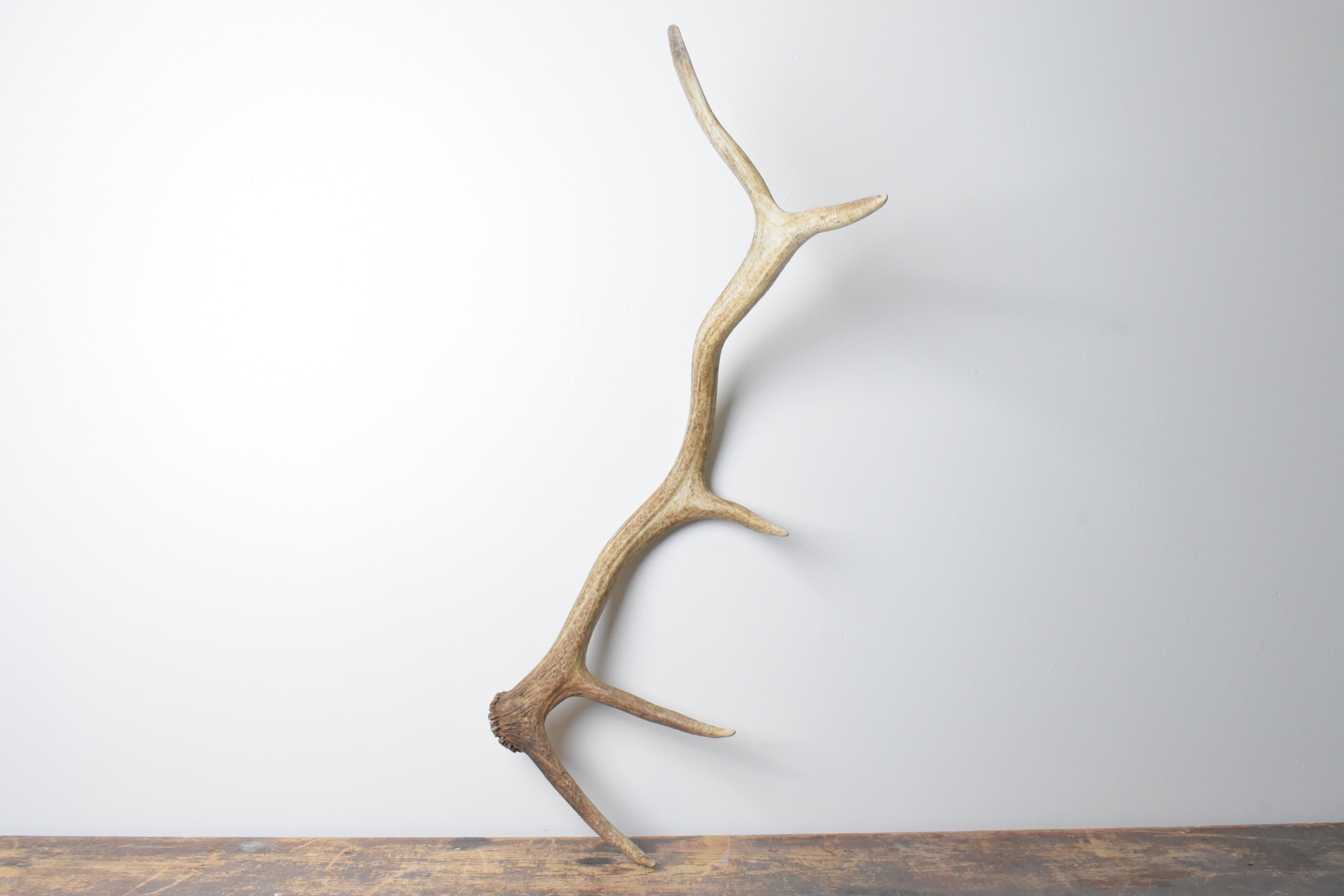 Elk Antler | Medium Size | 102