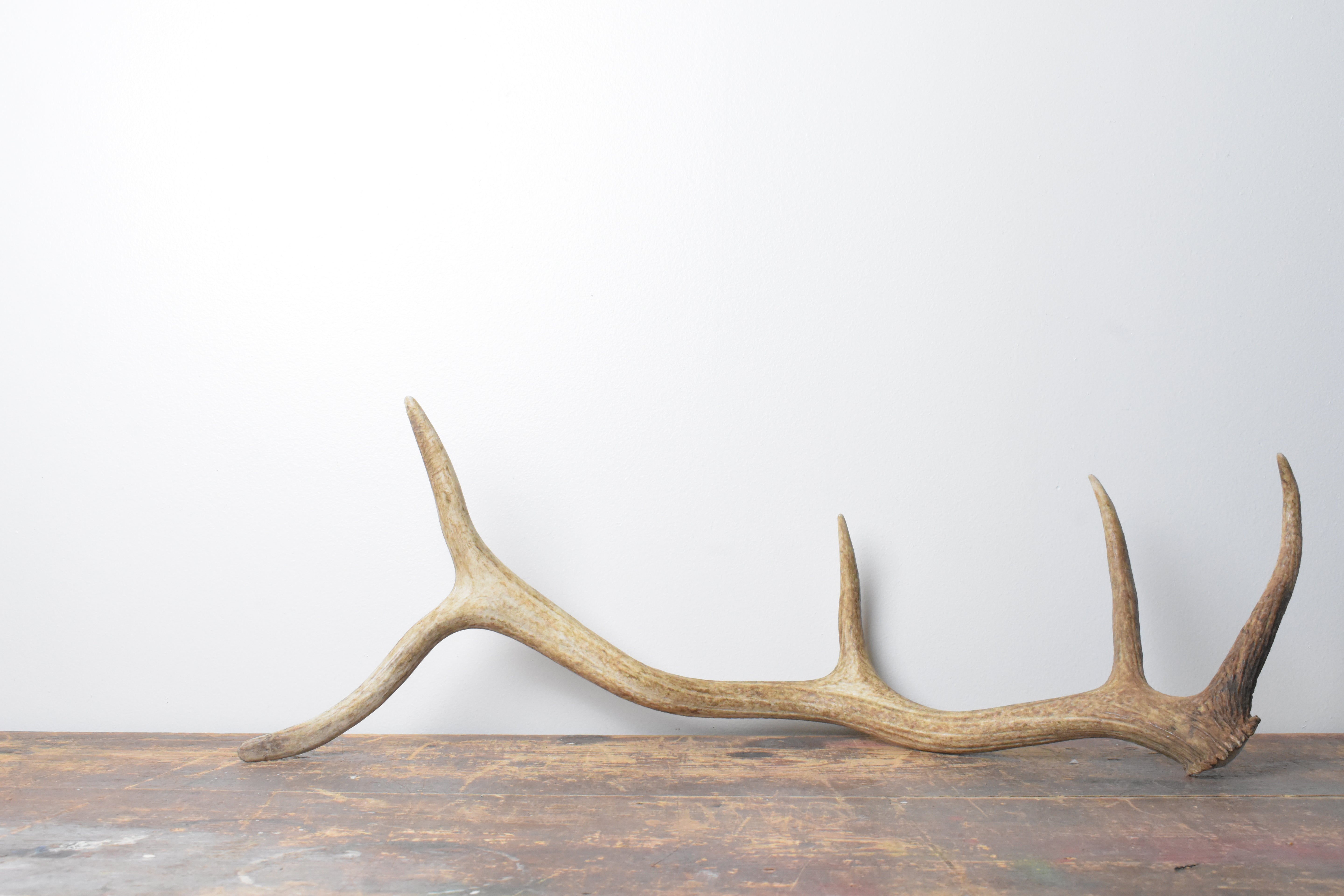 Elk Antler | Medium Size | 102