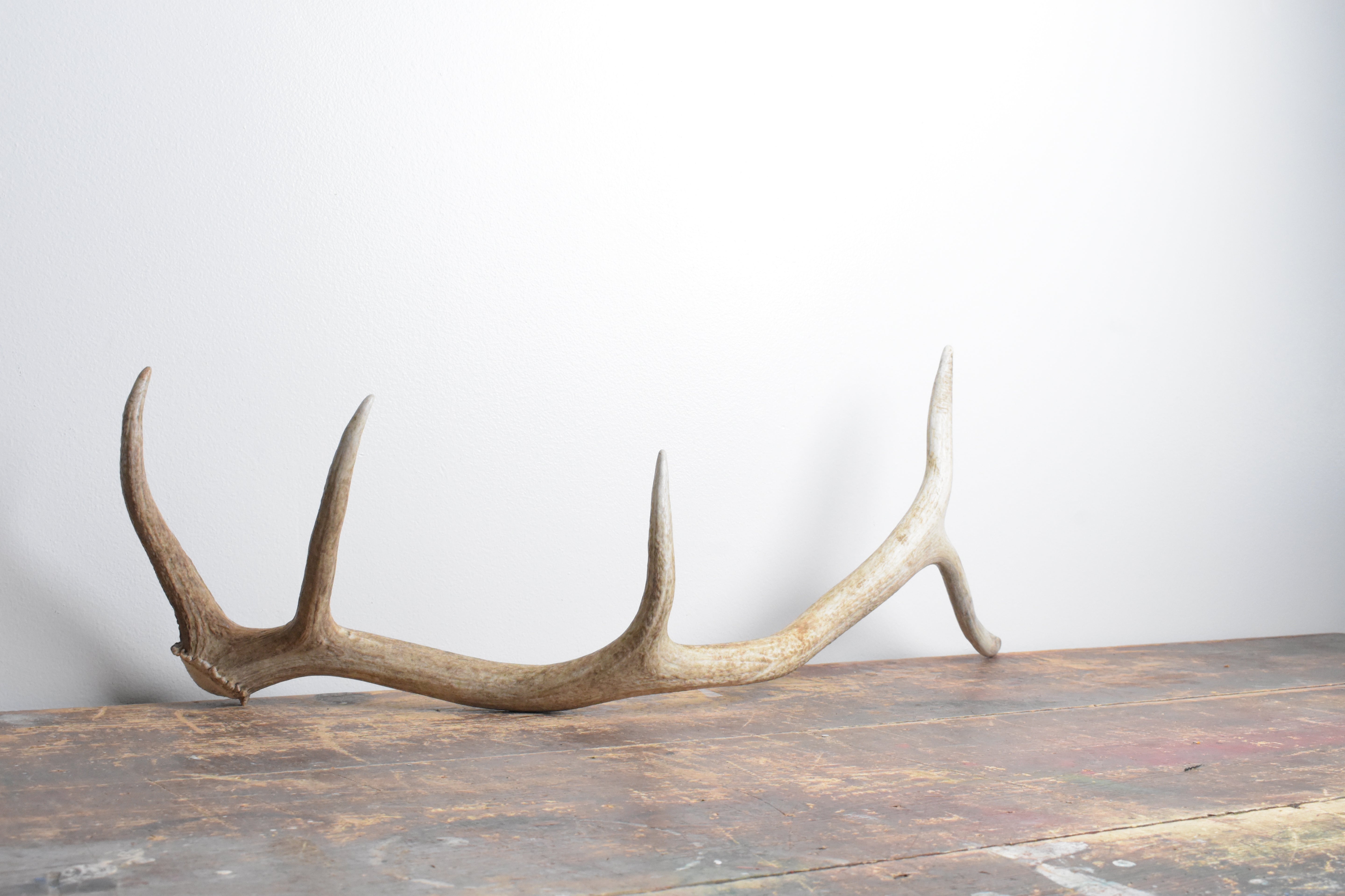 Elk Antler | Medium Size | 102