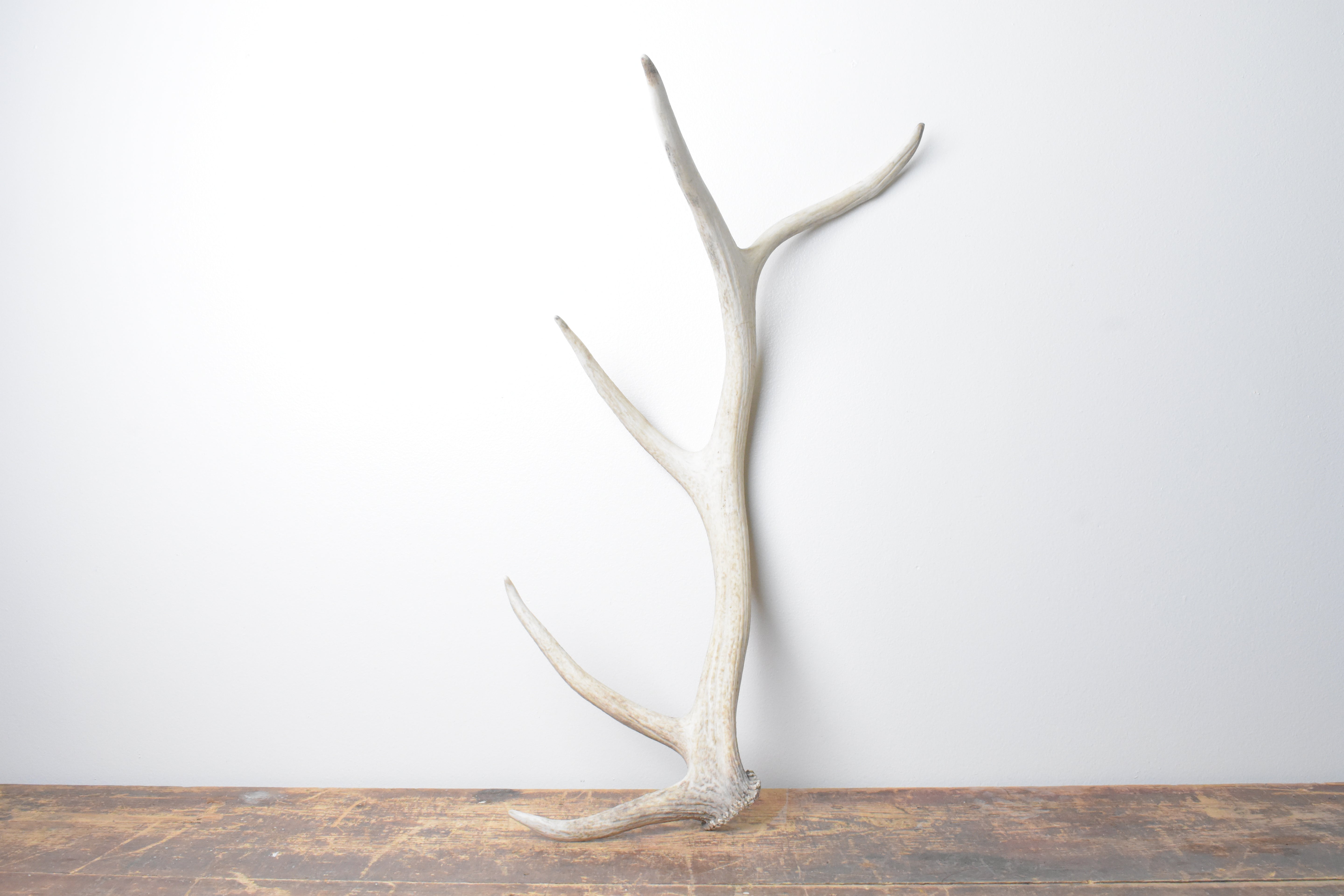 Elk Antler | Medium Size | 111