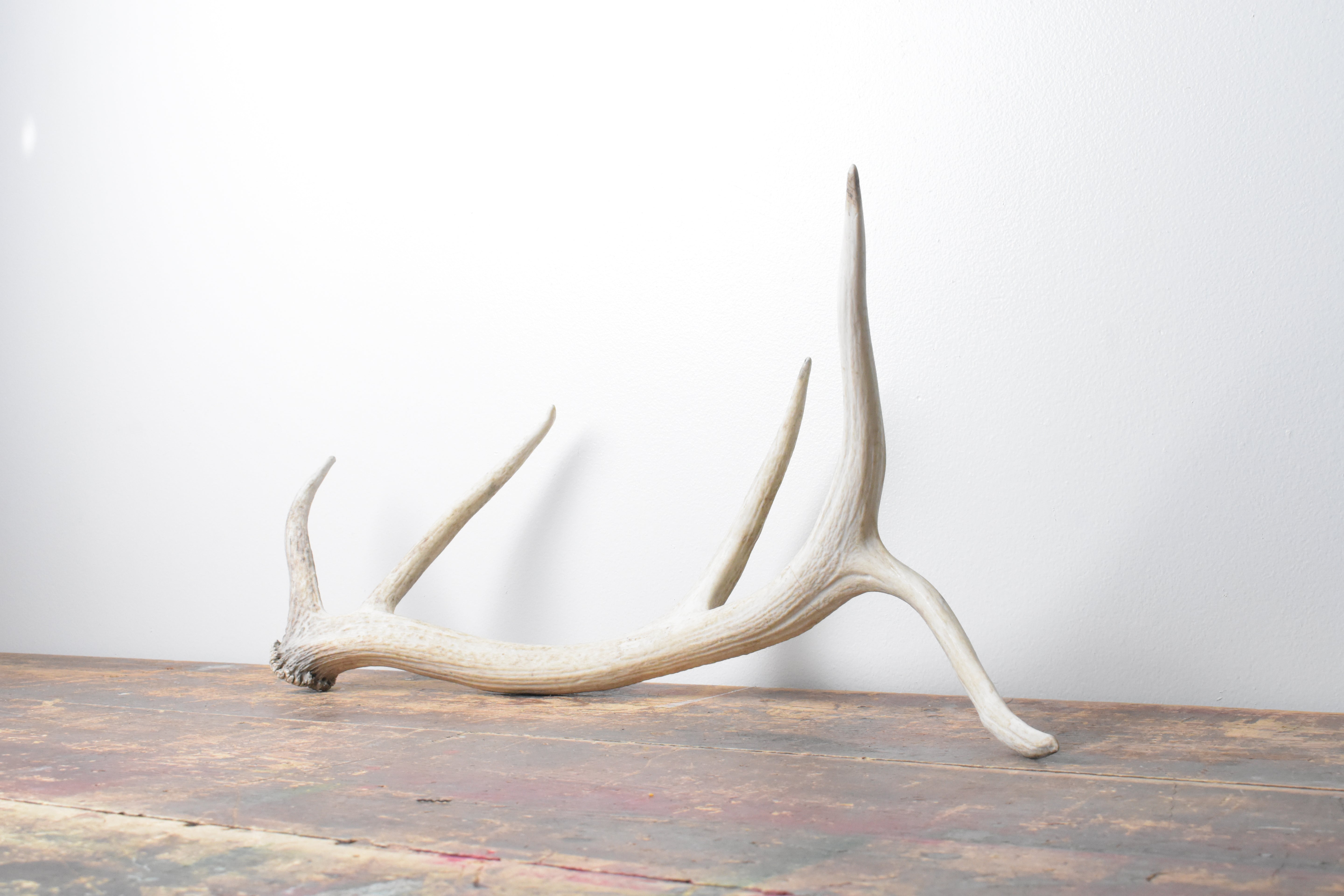 Elk Antler | Medium Size | 111