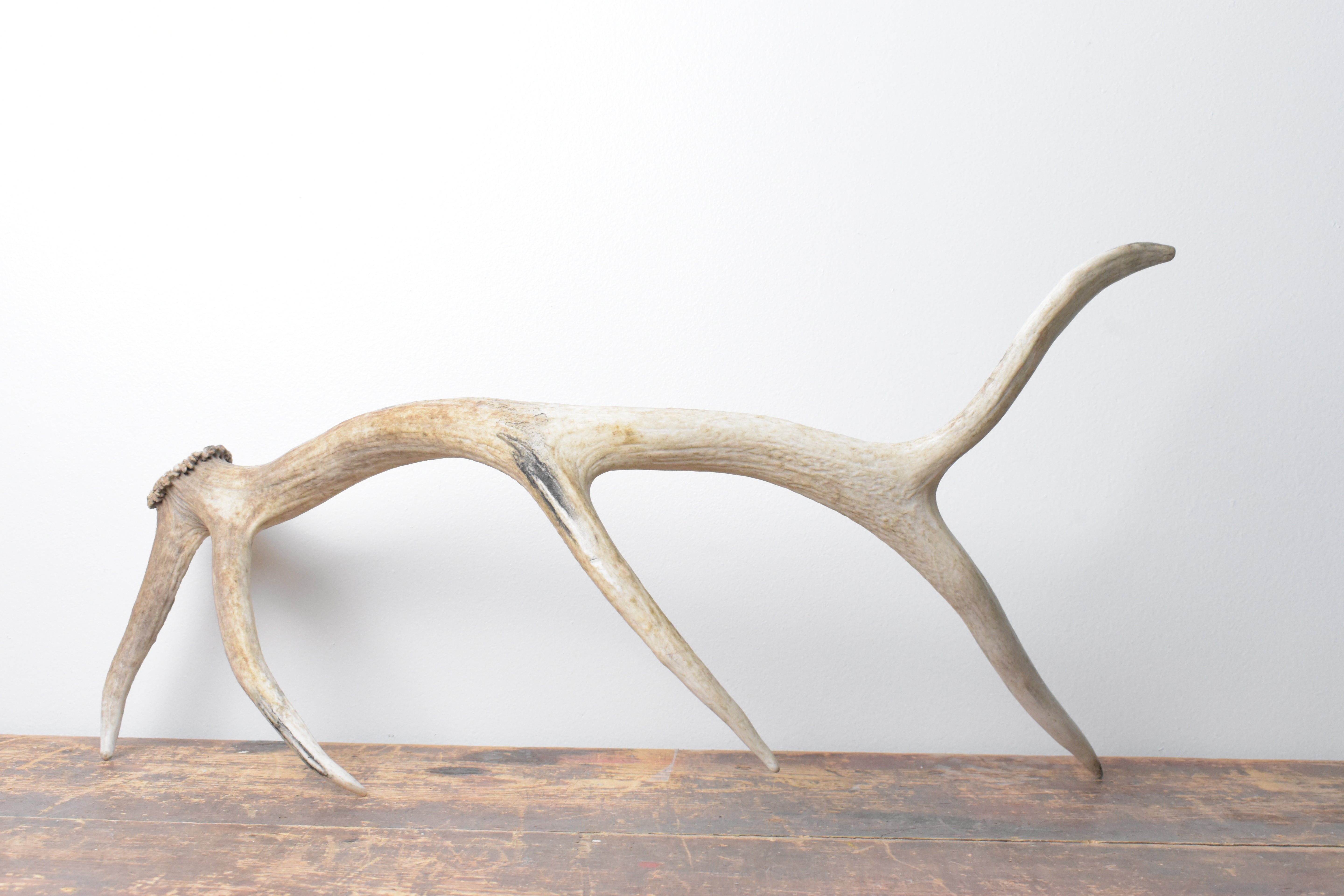 Elk Antler | Medium Size | 111