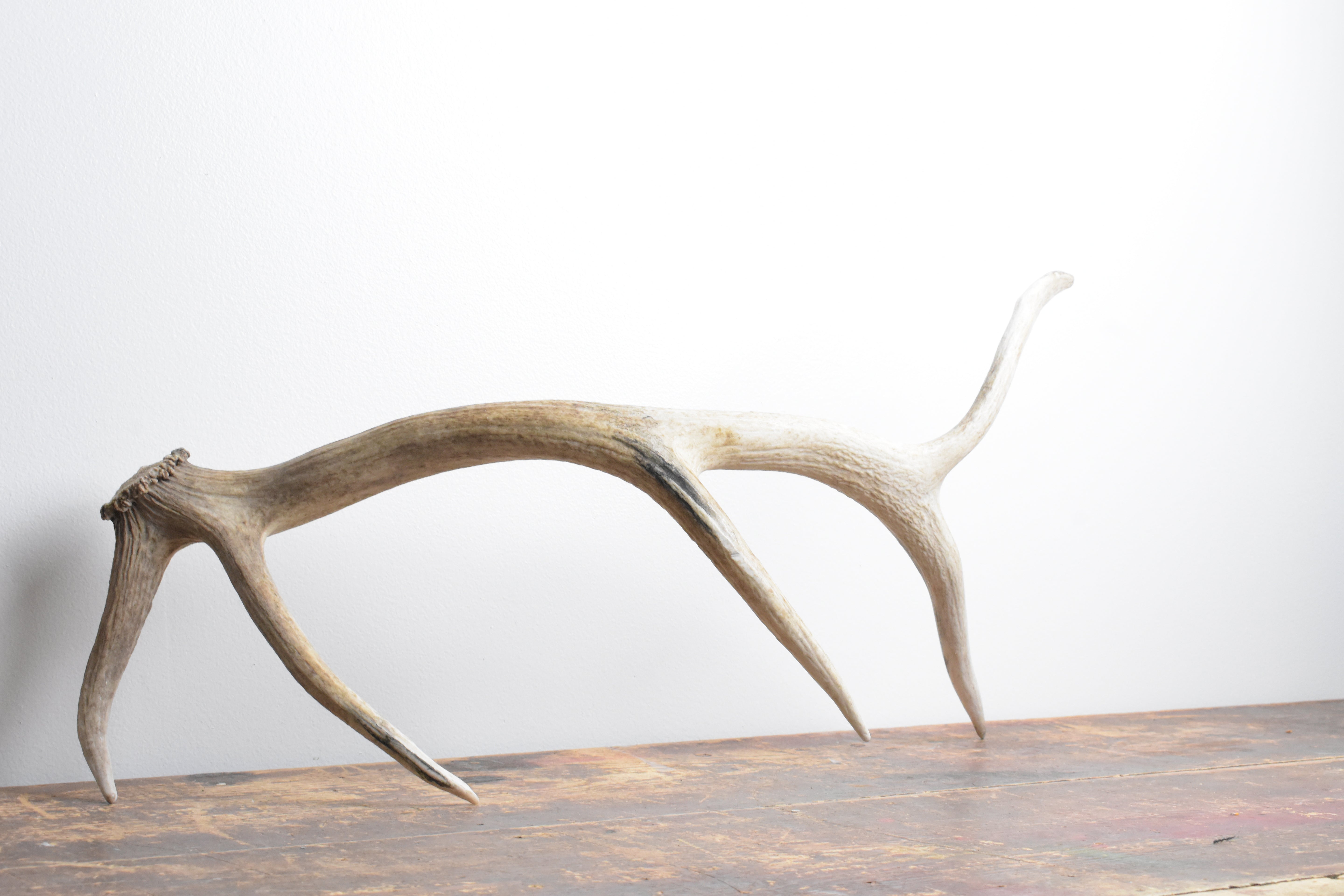 Elk Antler | Medium Size | 111