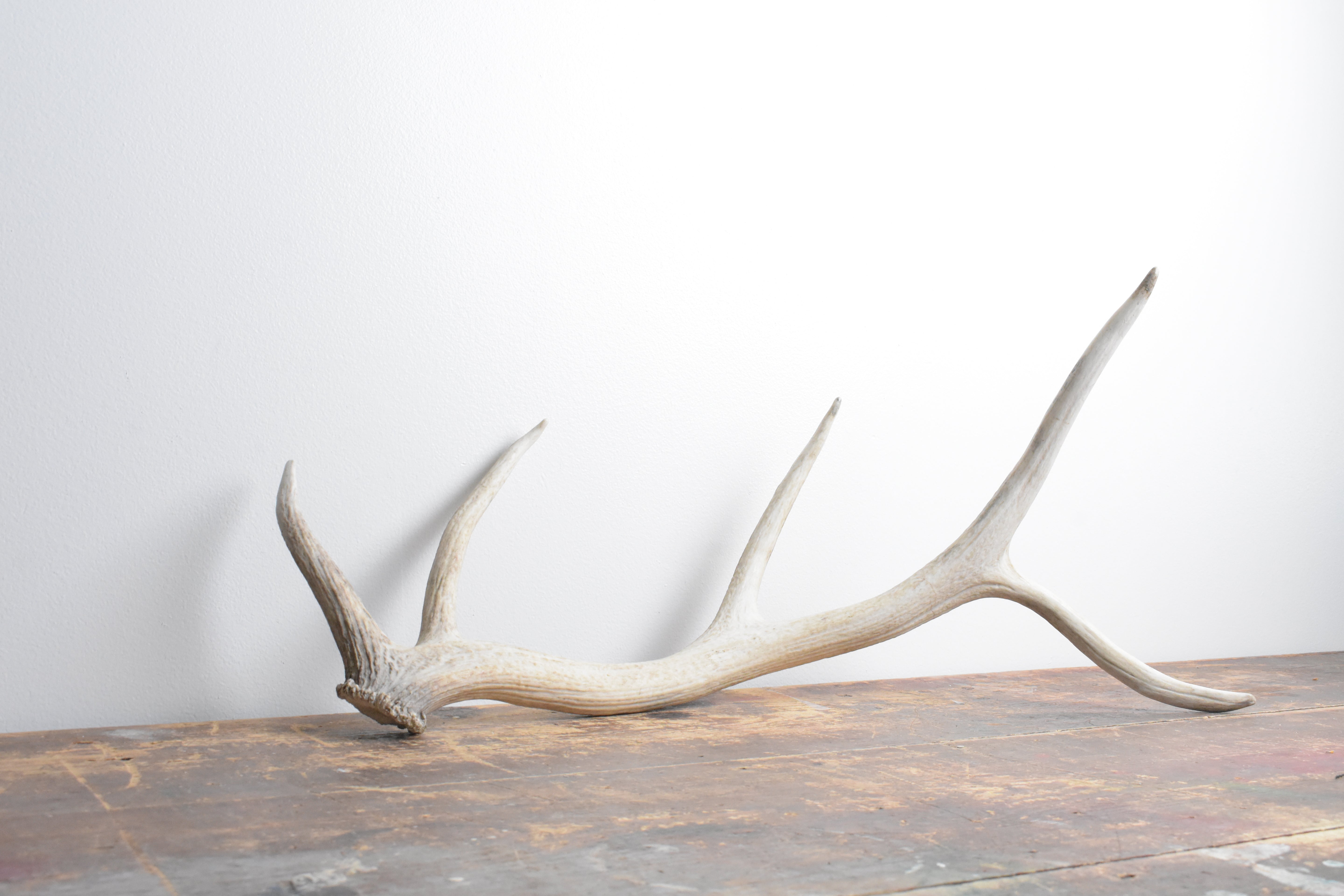 Elk Antler | Medium Size | 111