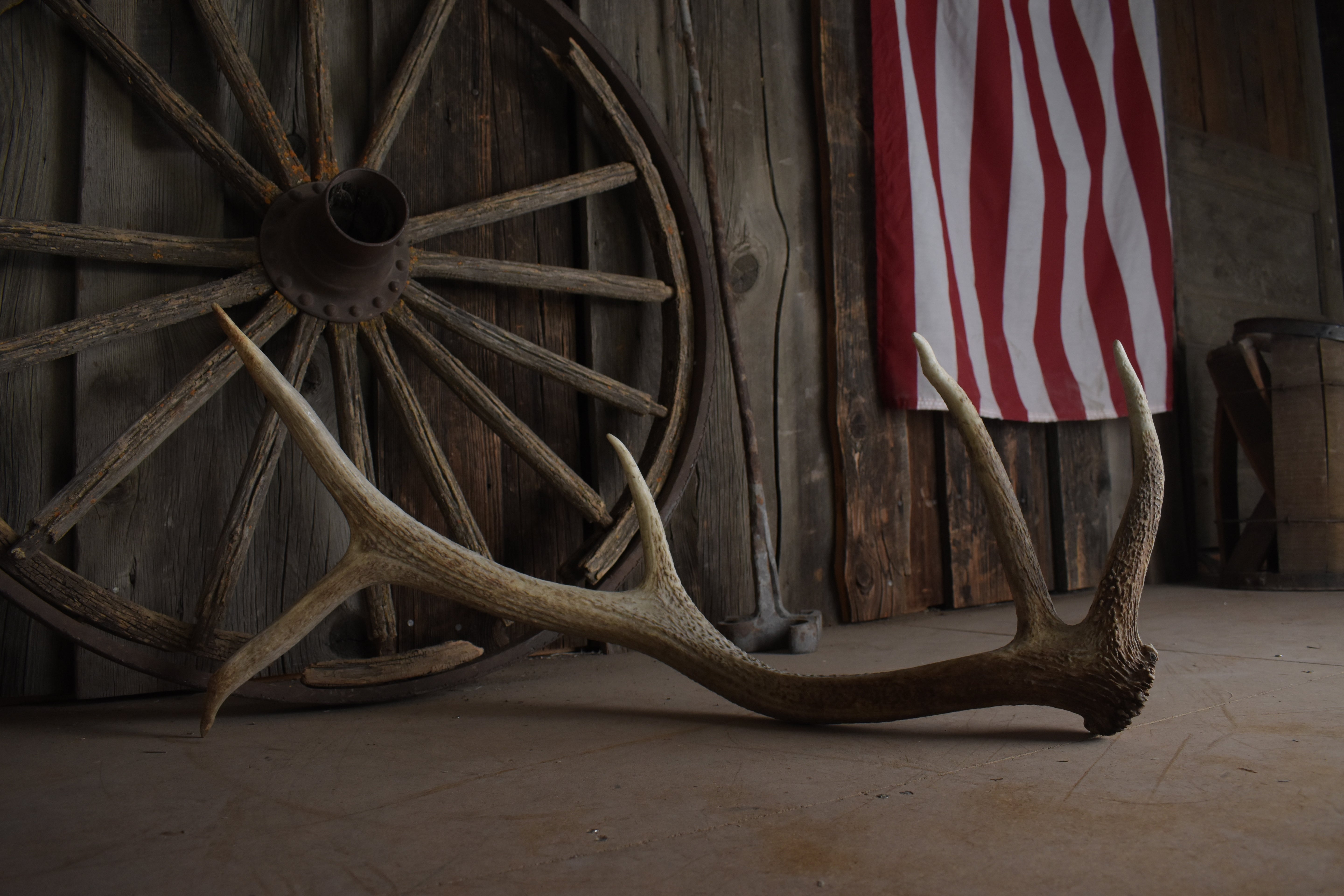 Elk Antler | Small Size | 114