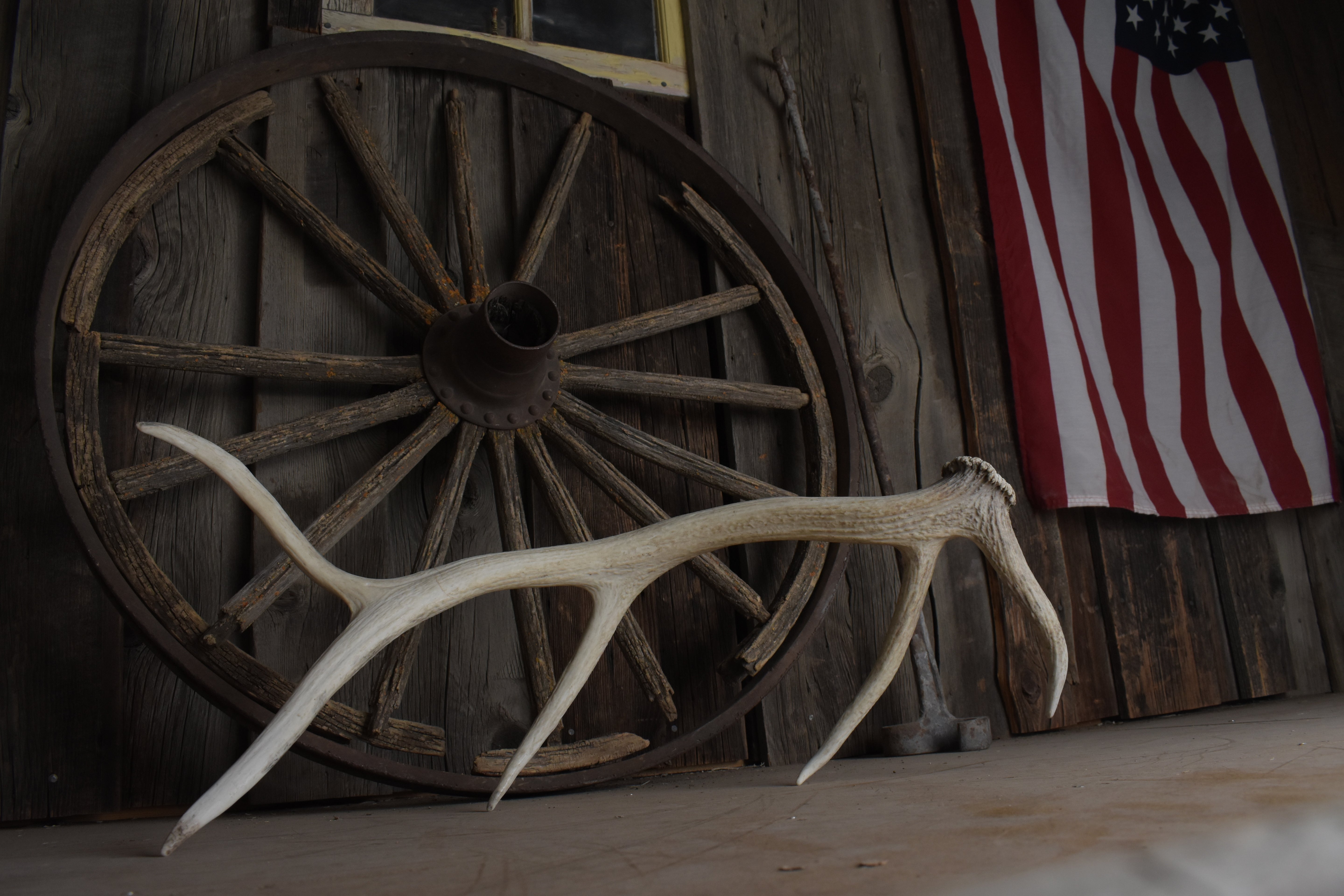 Elk Antler | Medium Size | 111