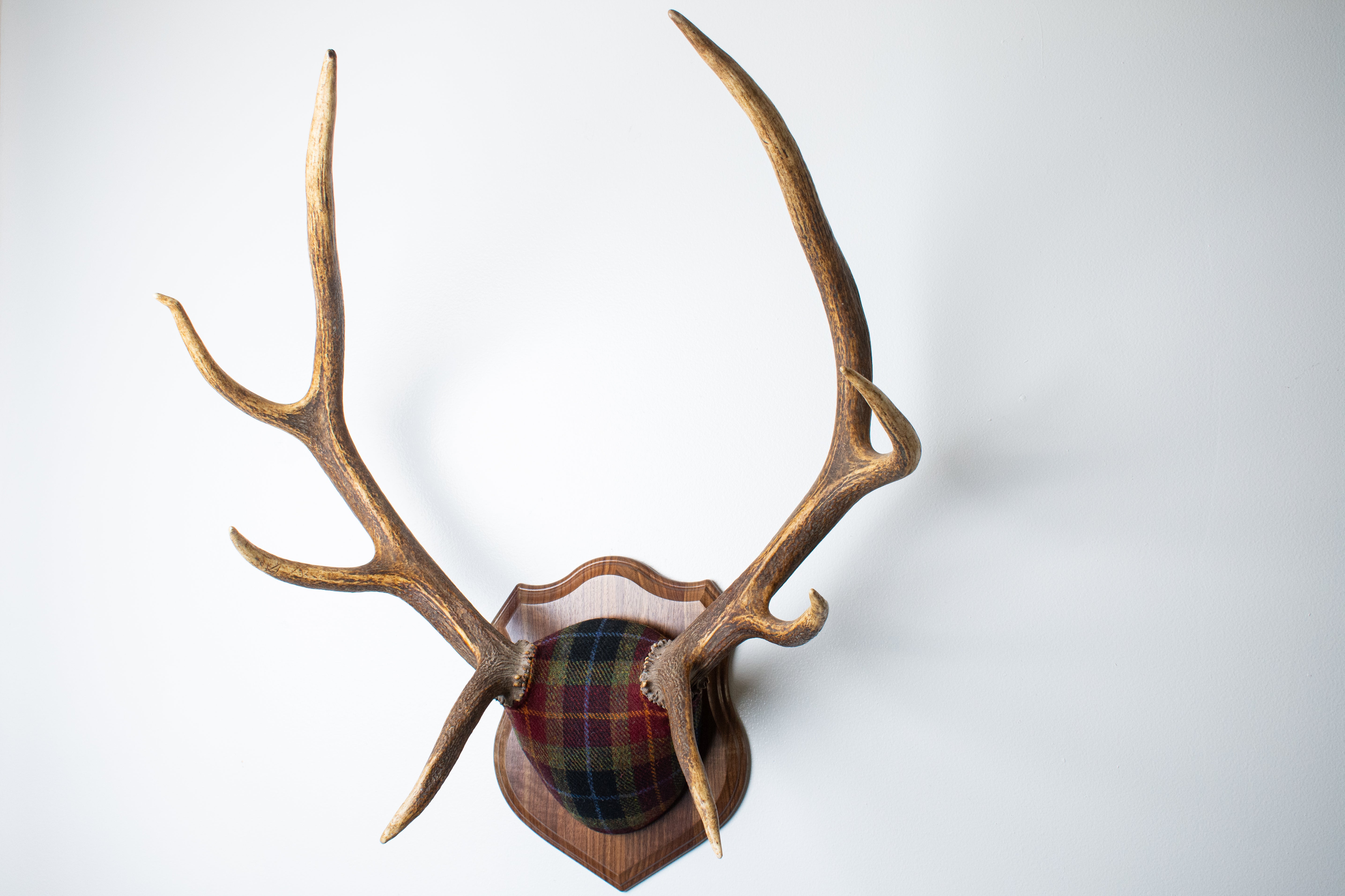 SOLD OUT | Elk Antler Mount | Green, Red, & Black Tartan | 29