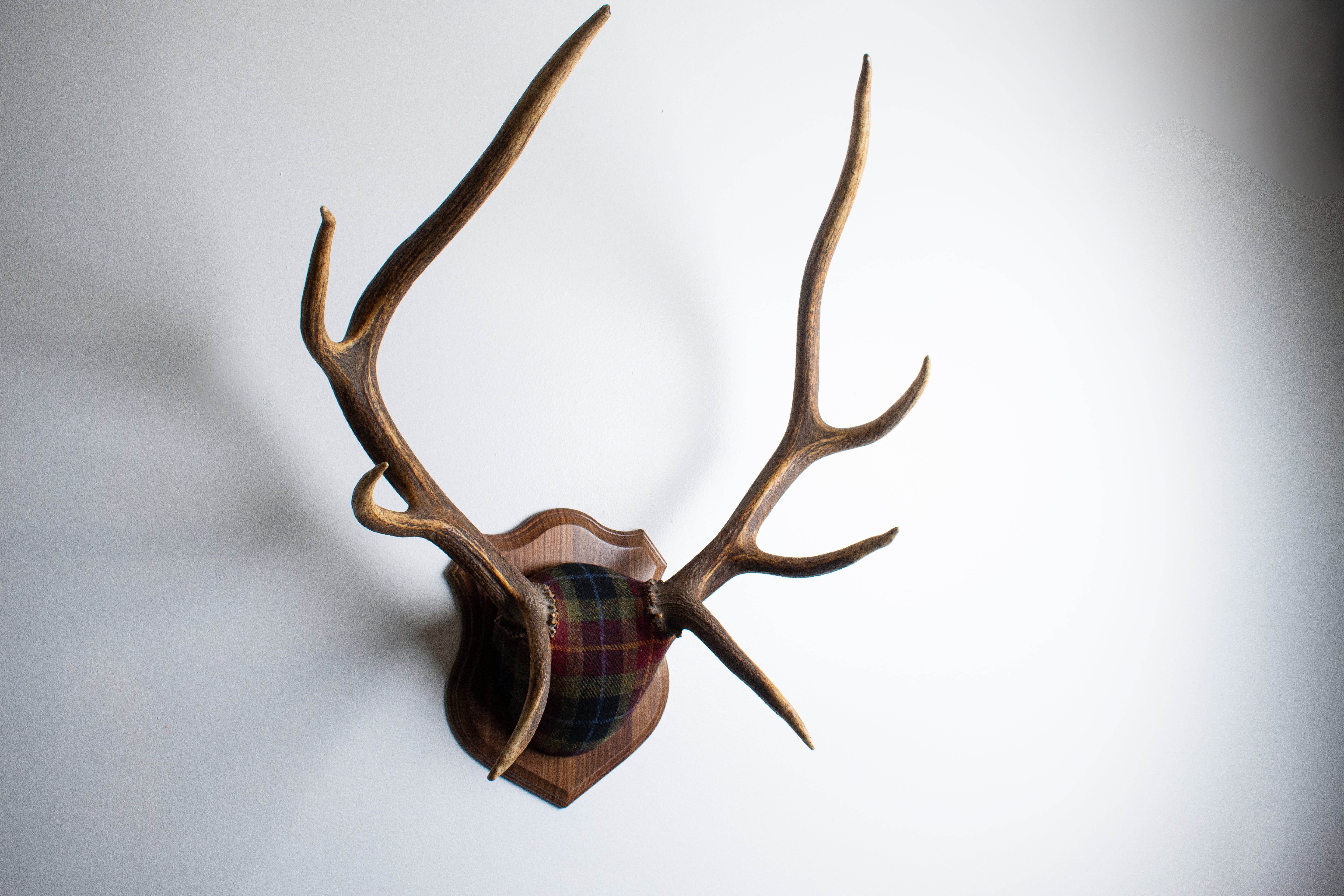 SOLD OUT | Elk Antler Mount | Green, Red, & Black Tartan | 29