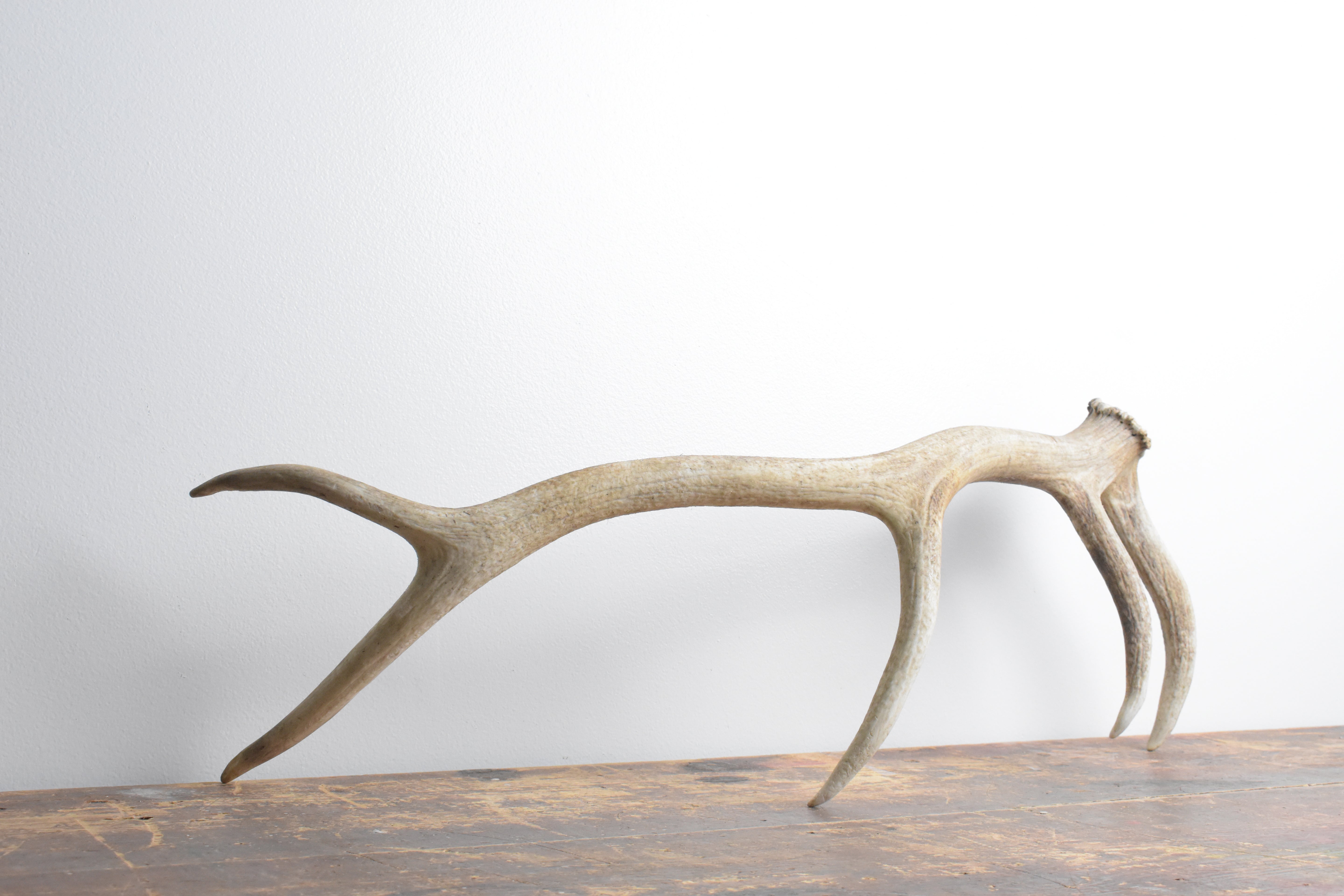 Elk Antler | Medium Size | 118