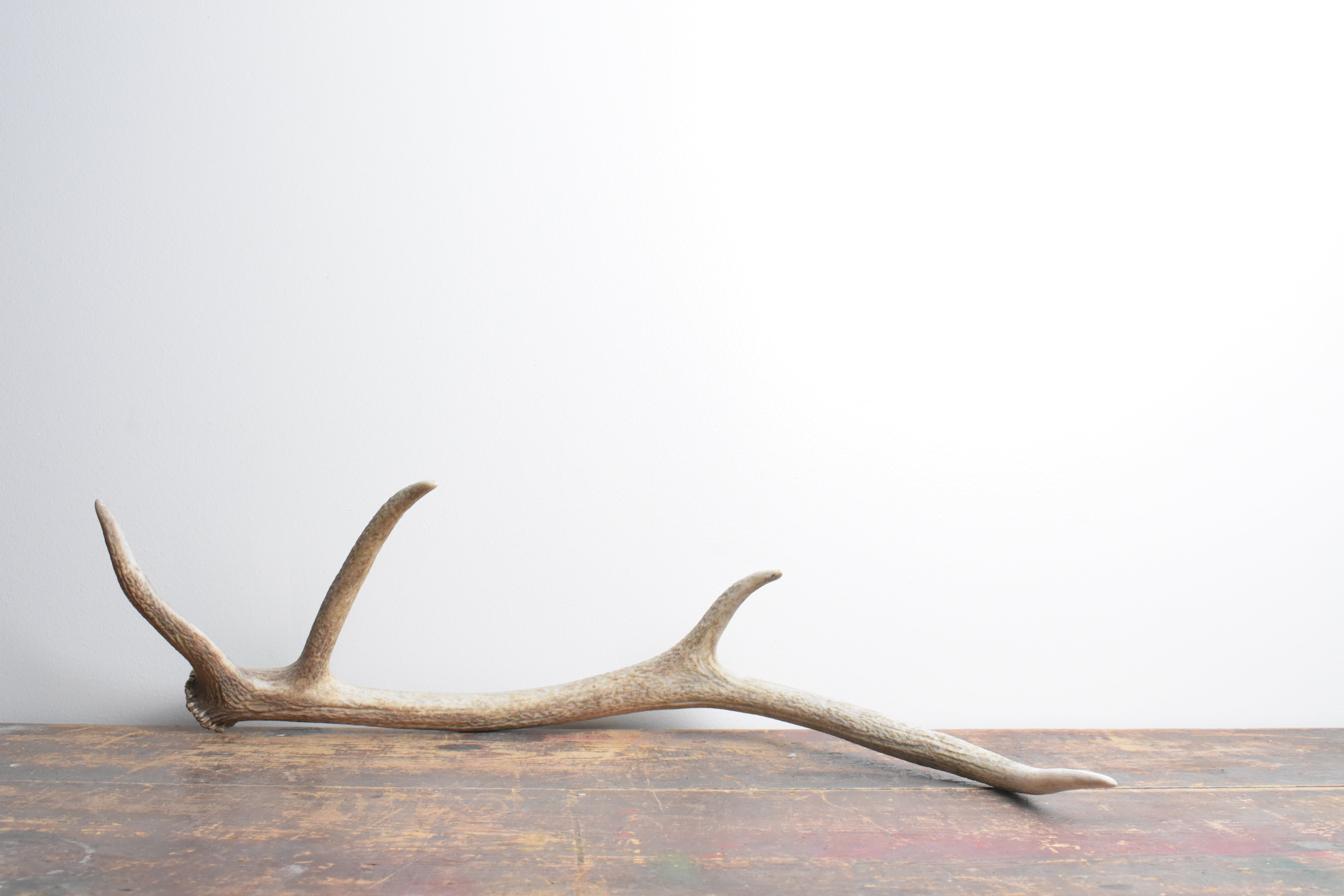 Elk Antler | Small Size | 112