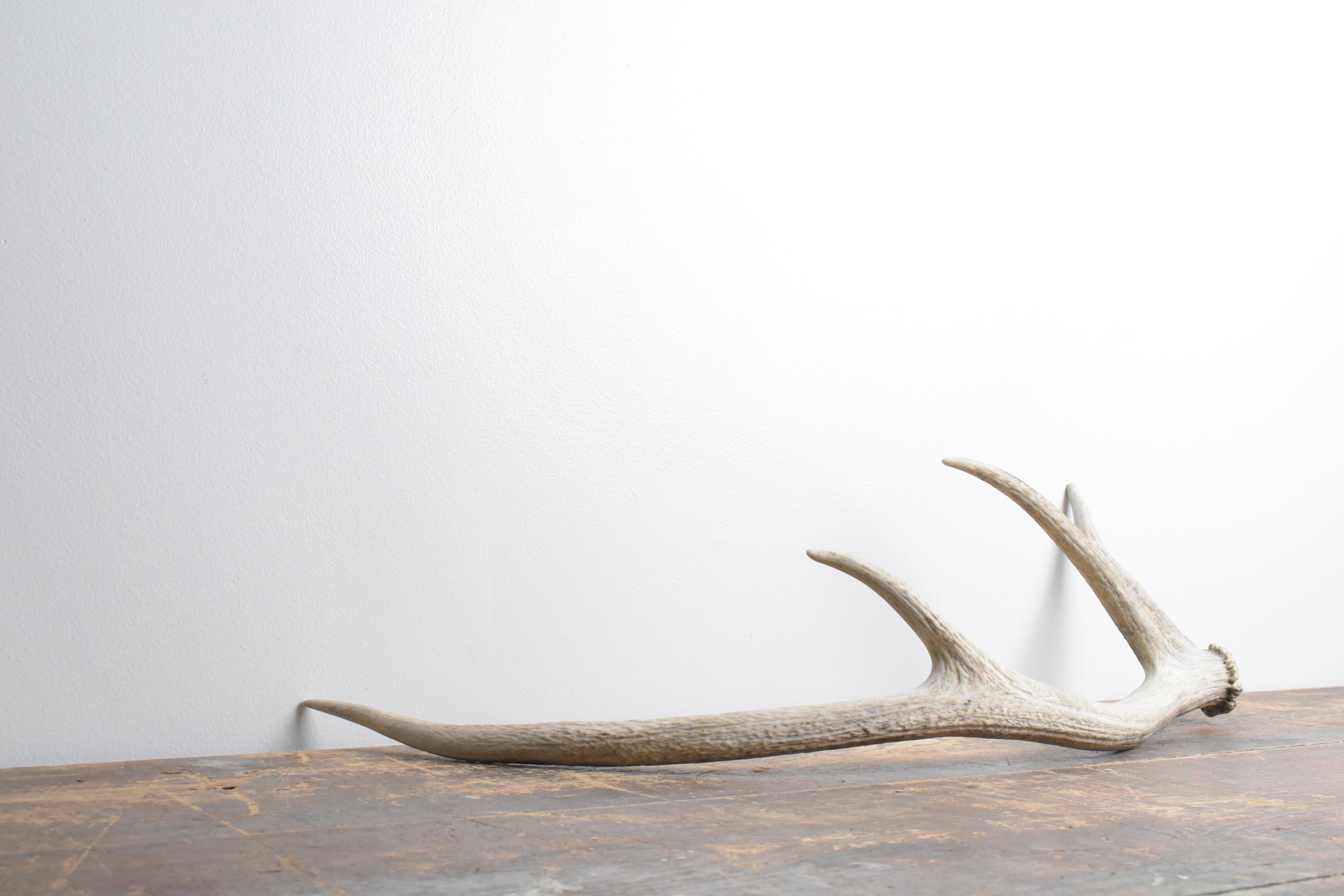 Elk Antler | Small Size | 112
