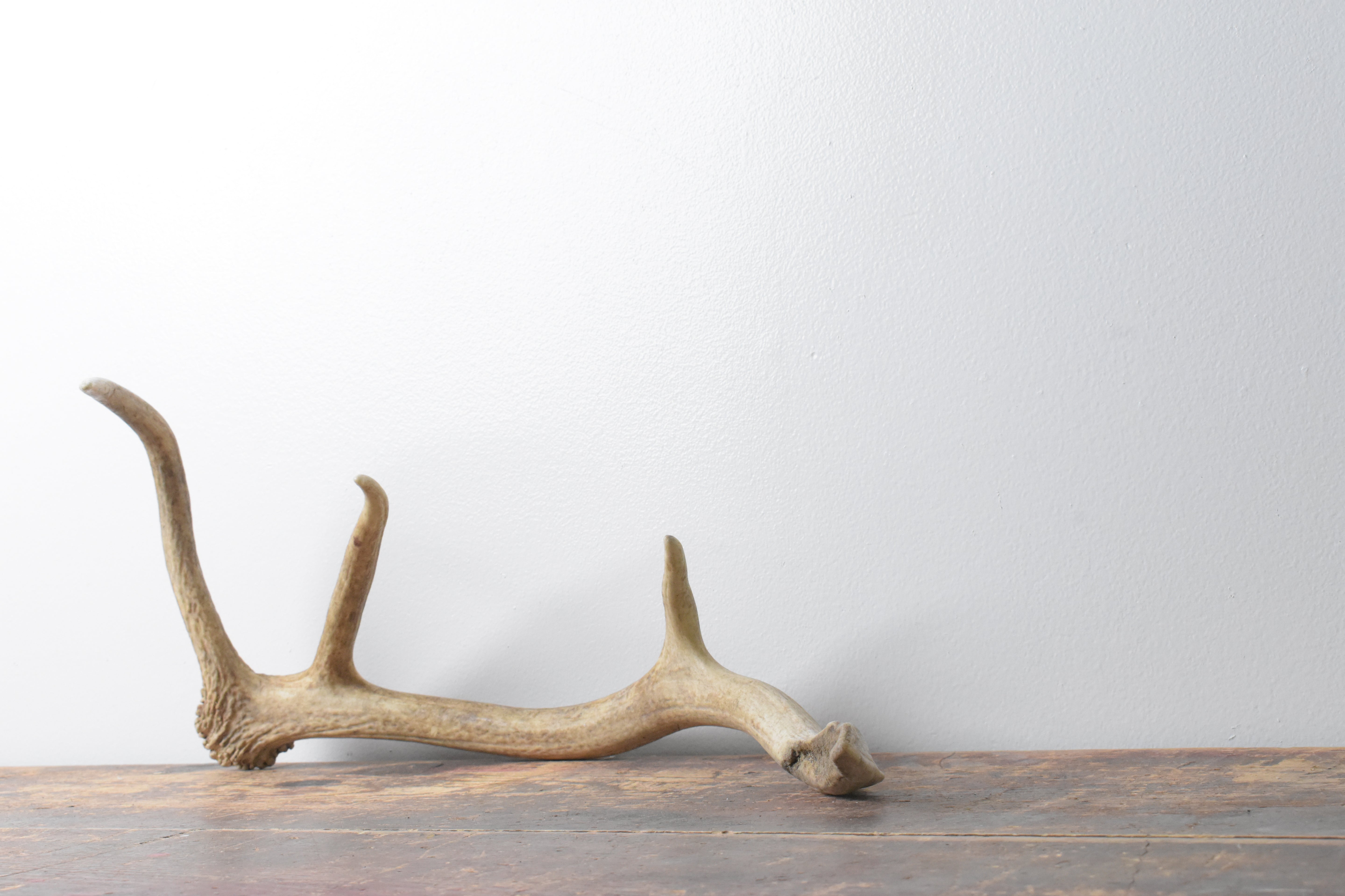 Elk Antler | Small Size | 117