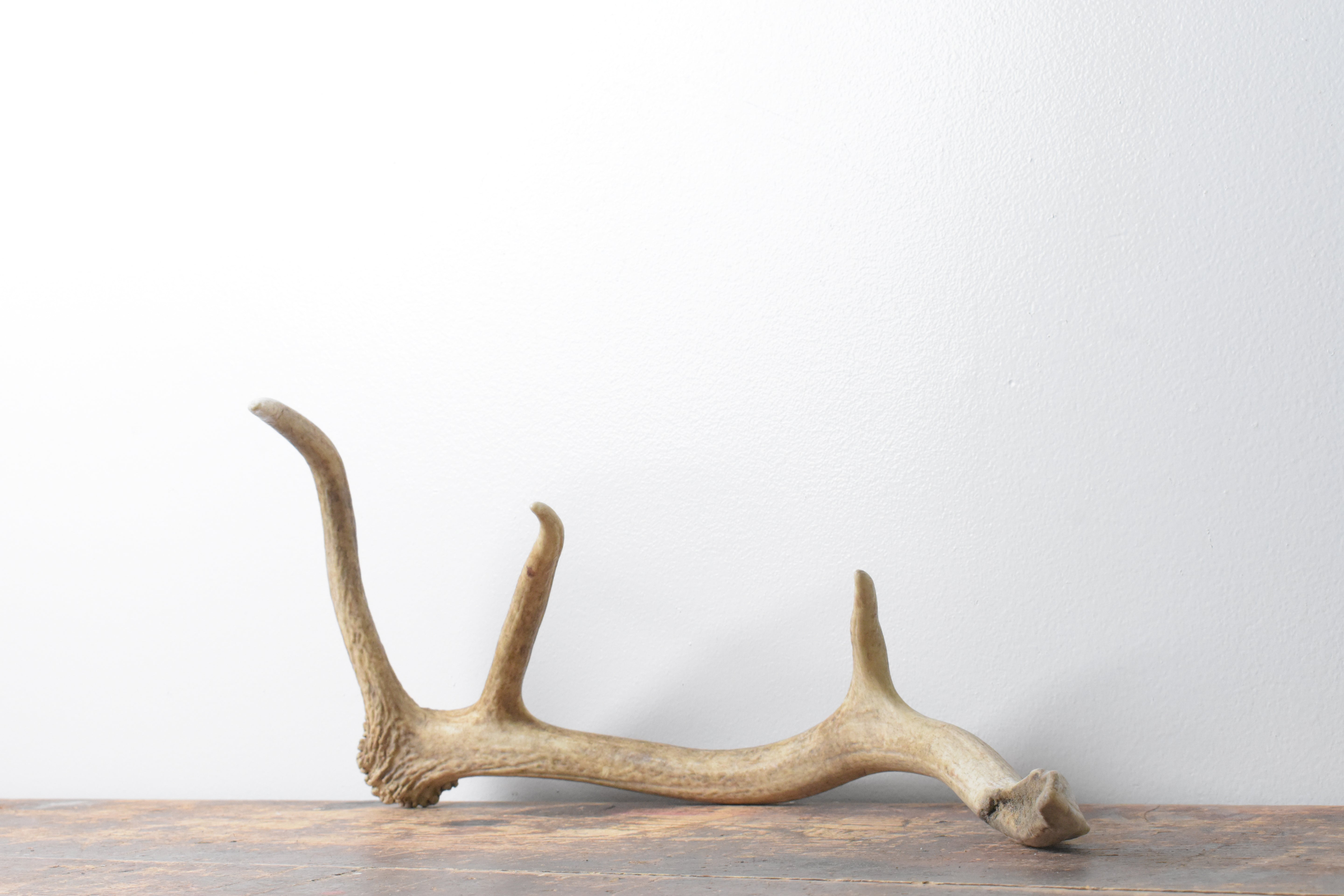 Elk Antler | Small Size | 117