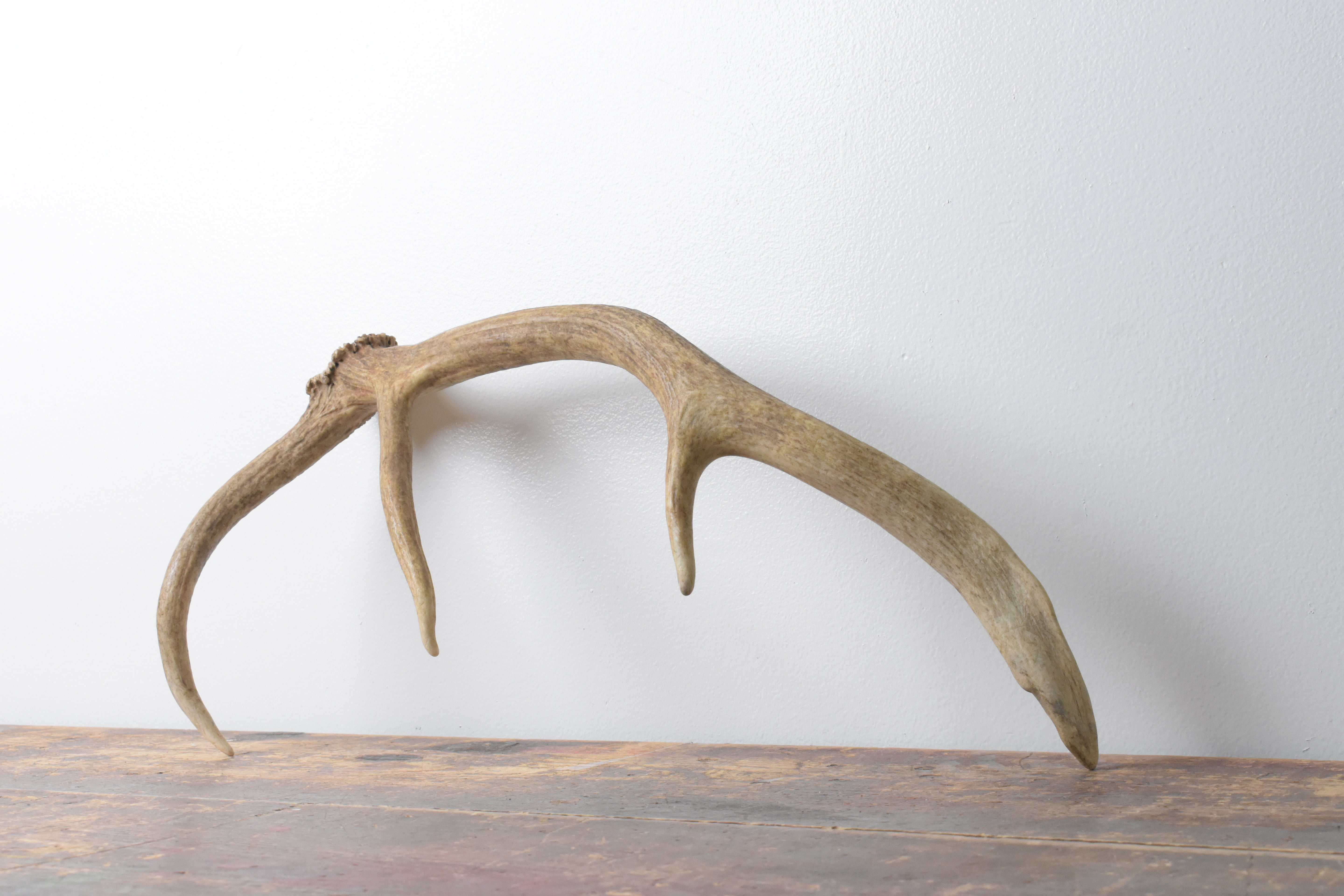 Elk Antler | Small Size | 117