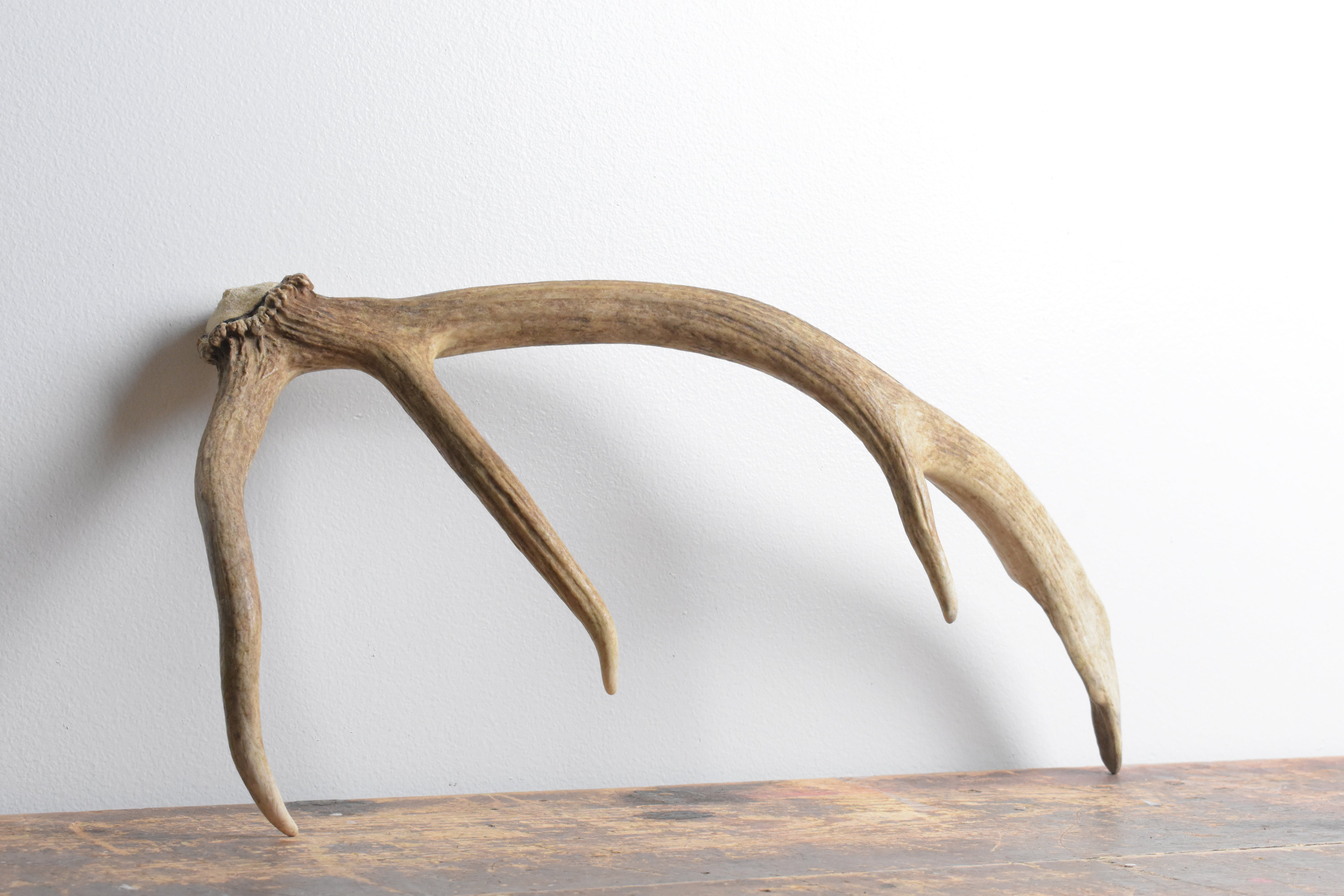 Elk Antler | Small Size | 117