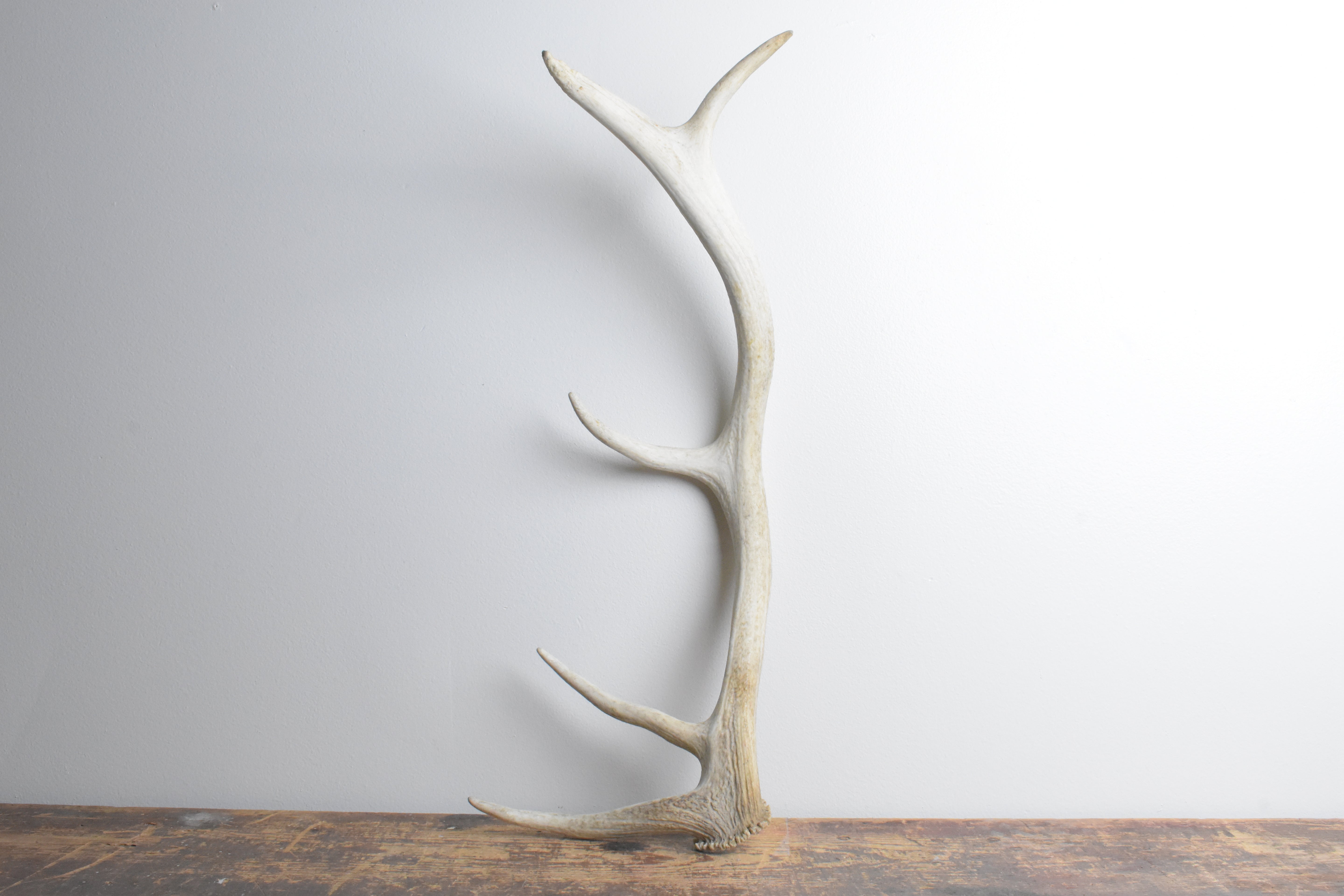 Elk Antler | Medium Size | 113