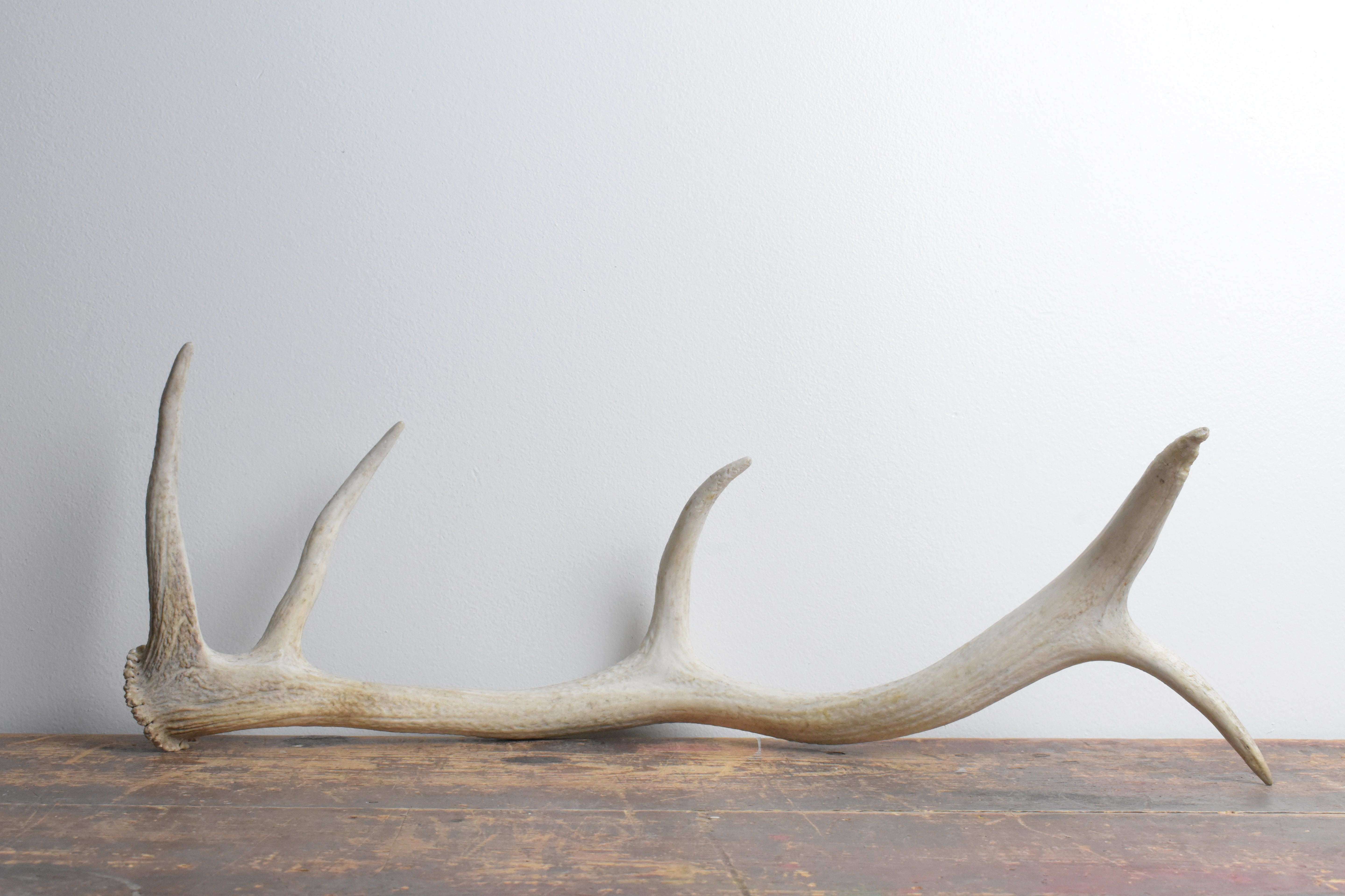 Elk Antler | Medium Size | 113