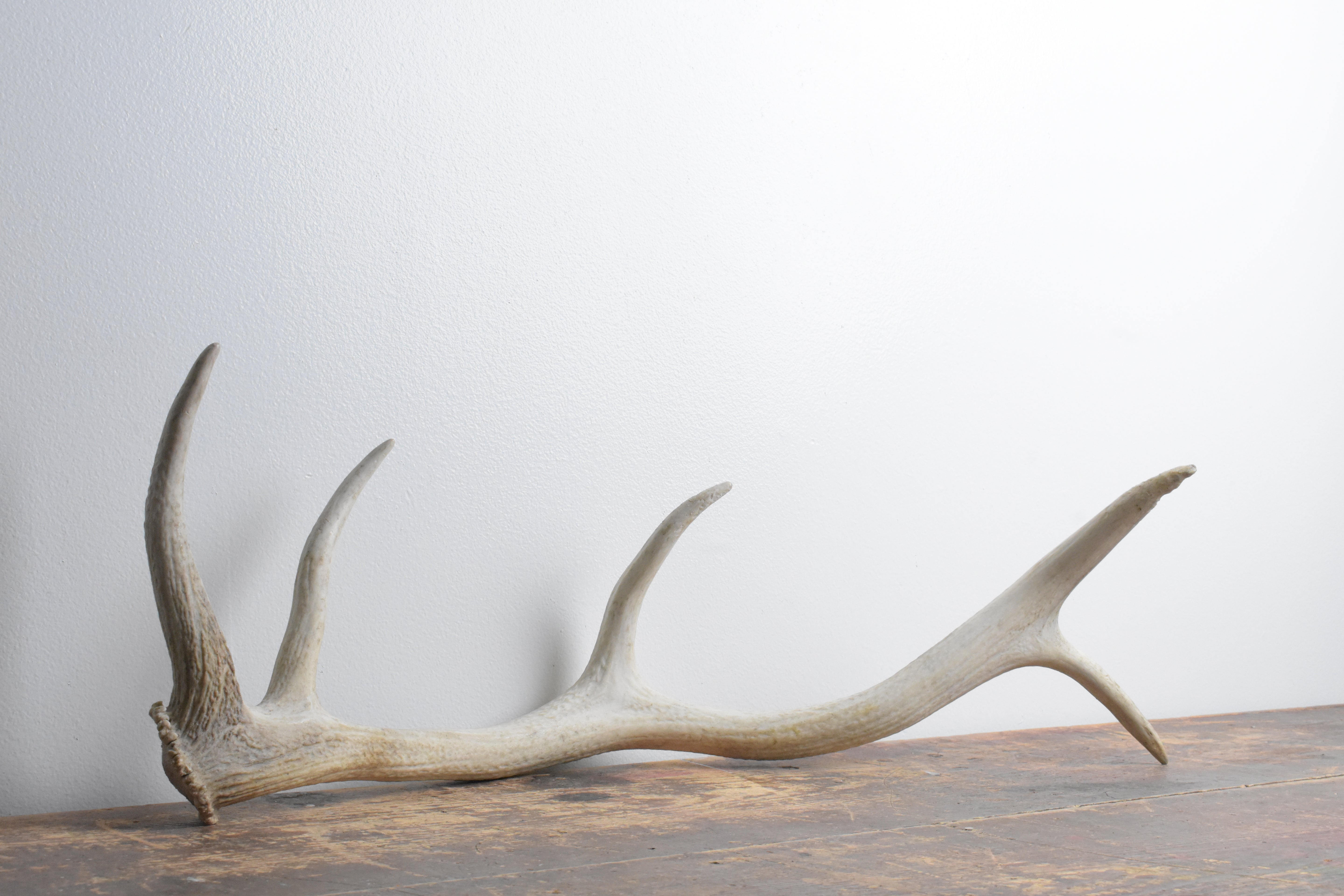 Elk Antler | Medium Size | 113