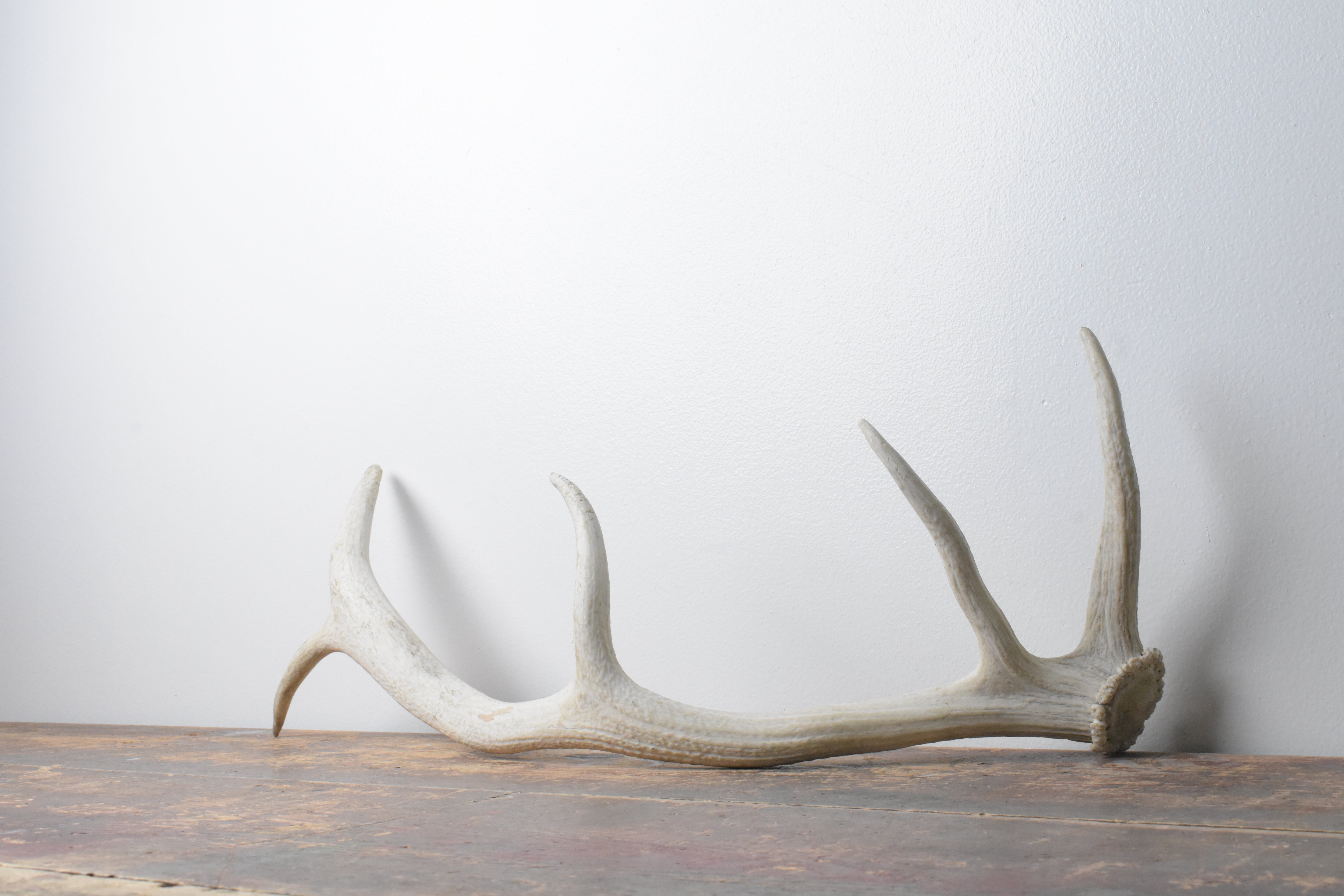 Elk Antler | Medium Size | 113