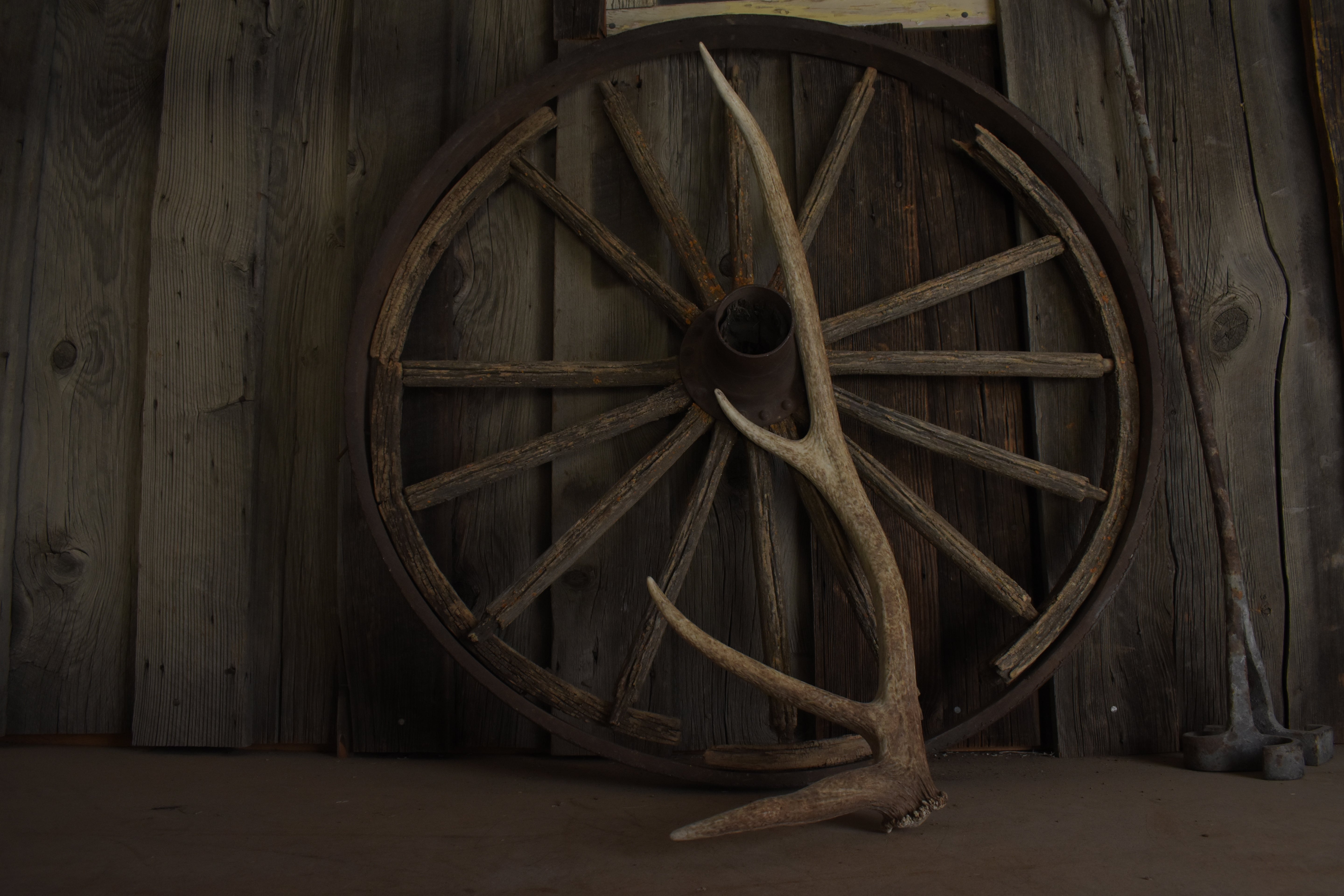 Elk Antler | Small Size | 112