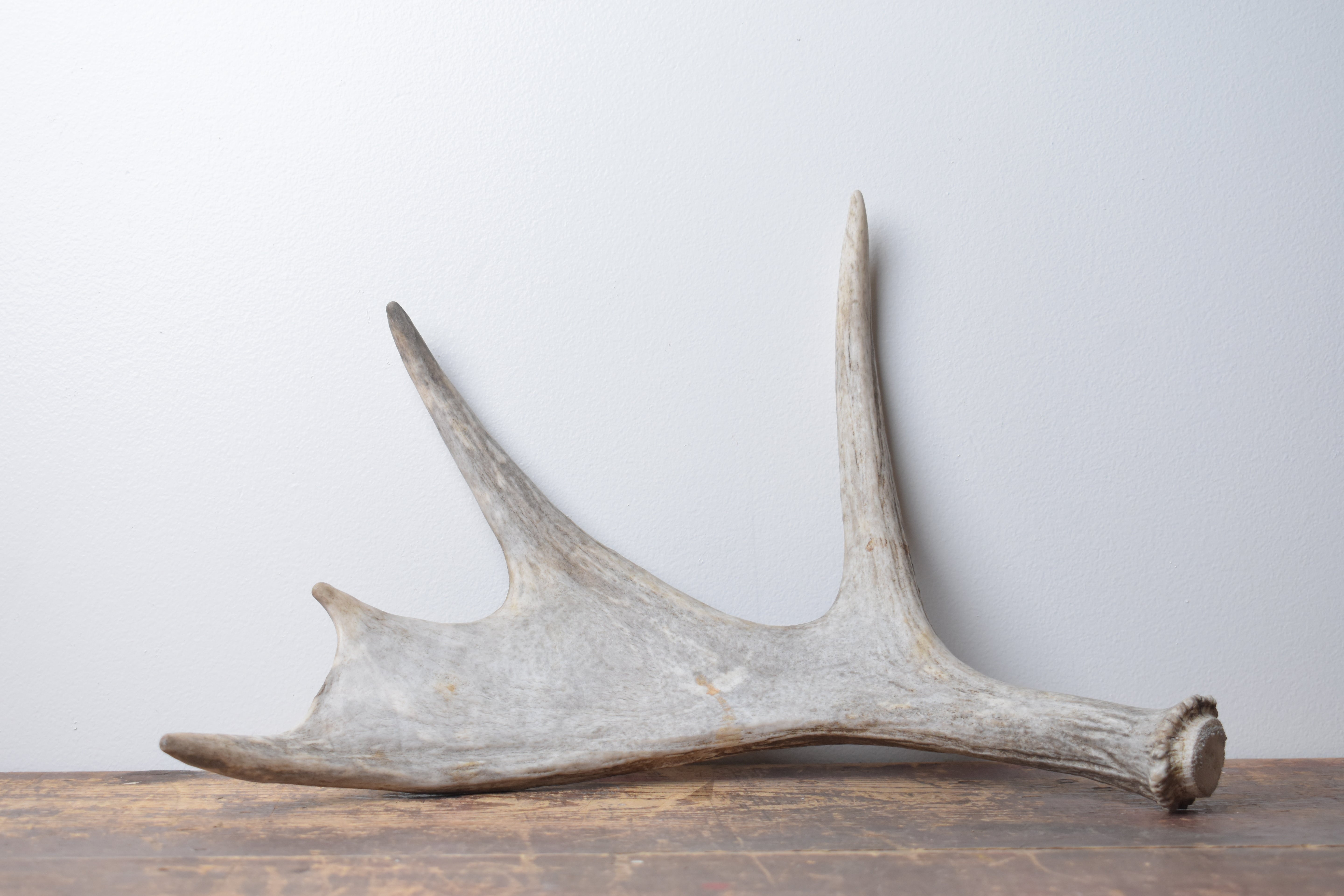 Moose Antler | Extra-Small Size | 12