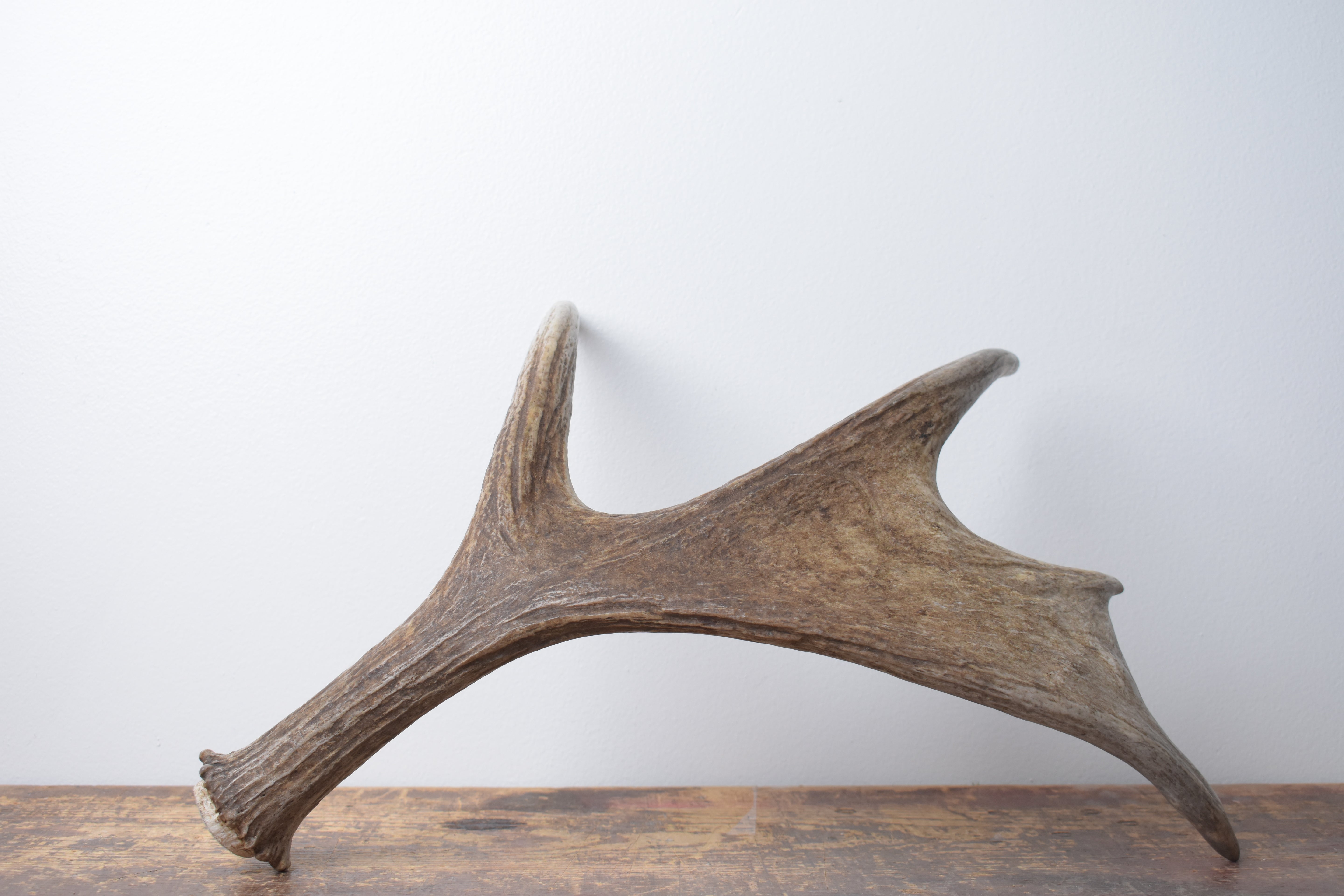Moose Antler | Extra-Small Size | 12