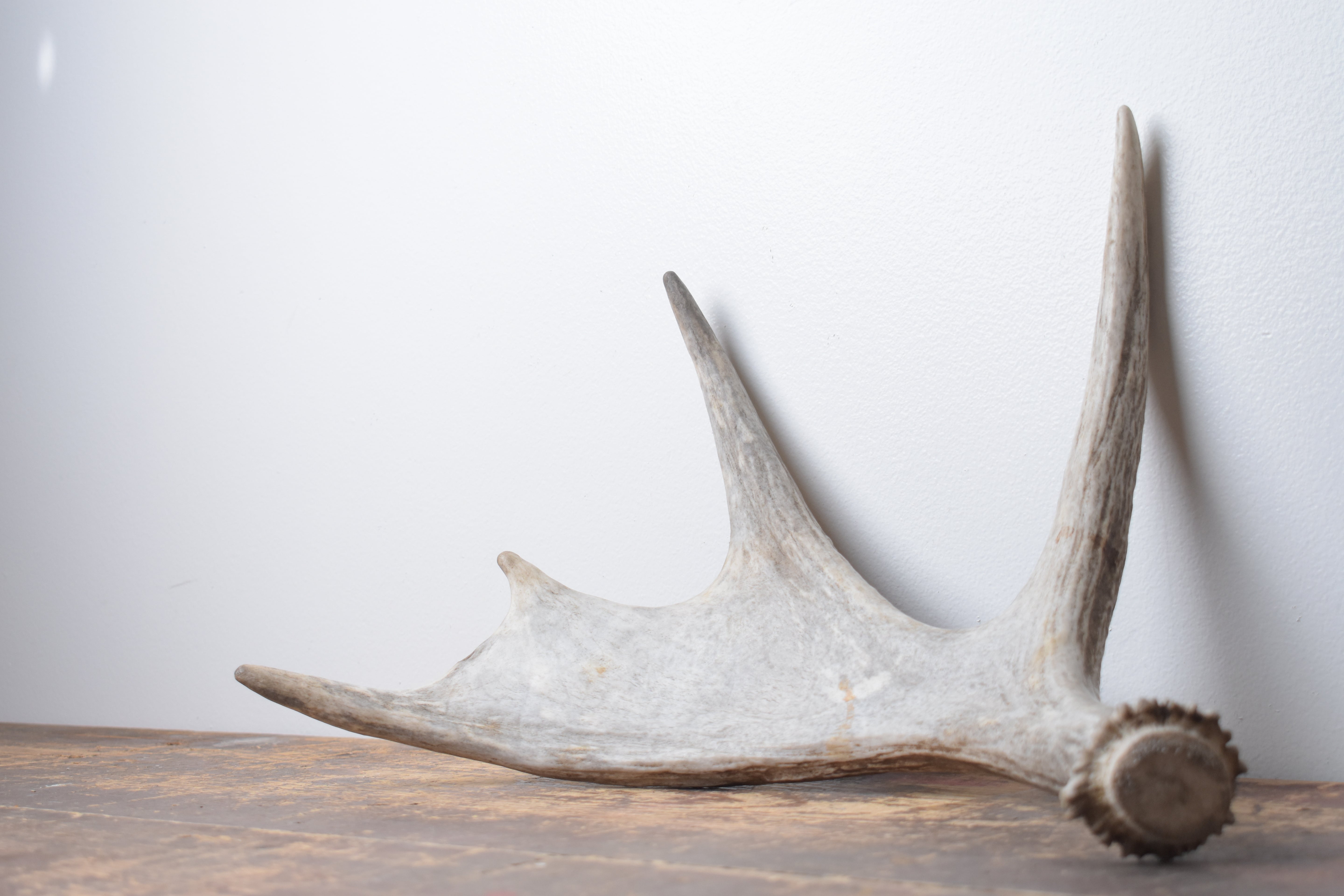 Moose Antler | Extra-Small Size | 12