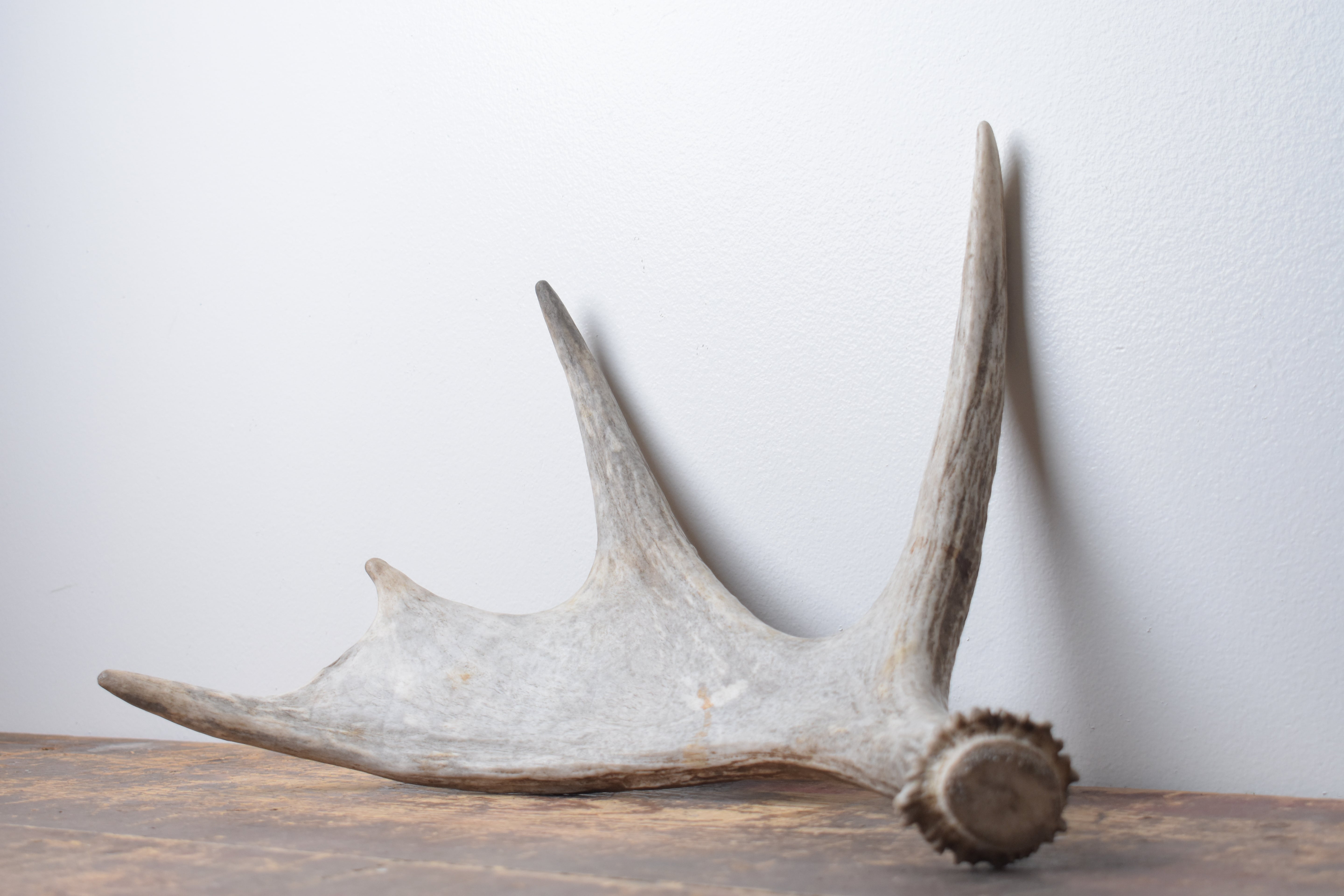 Moose Antler | Extra-Small Size | 12