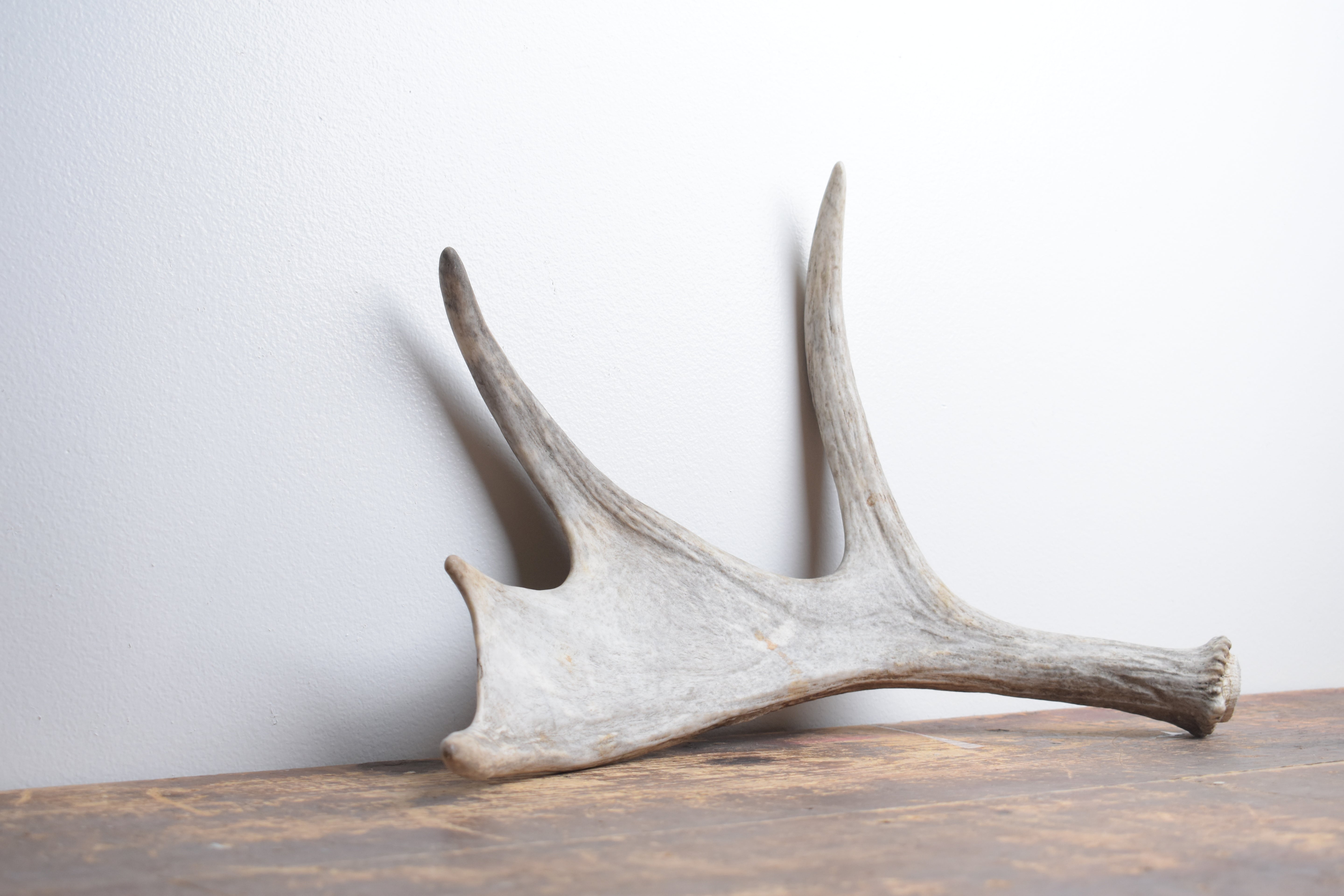 Moose Antler | Extra-Small Size | 12