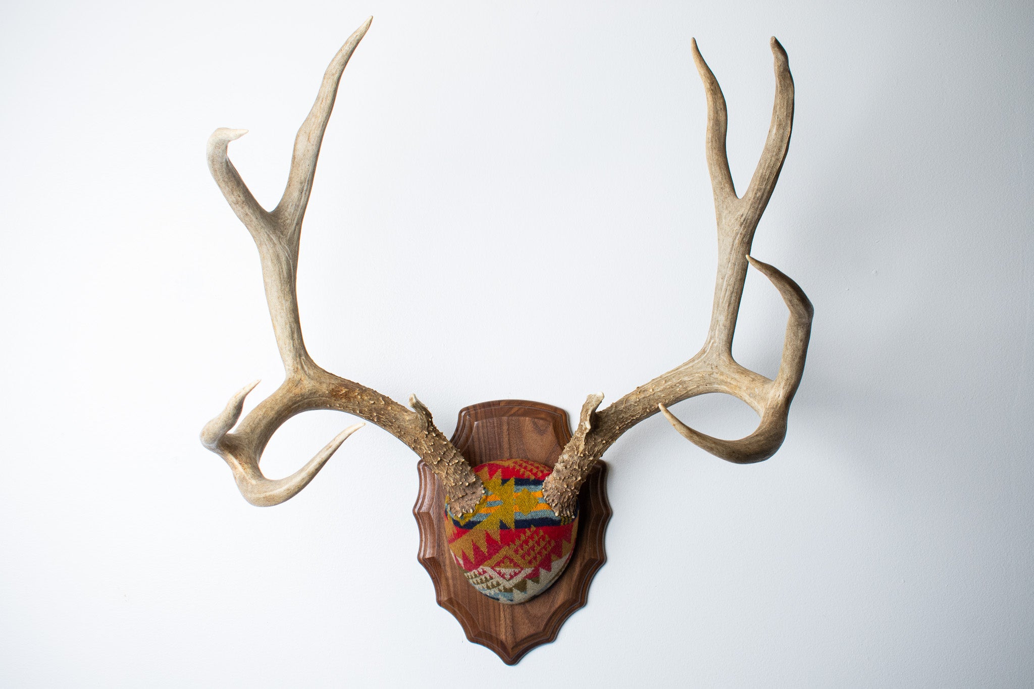 SOLD OUT | Mule Deer Antler Mount | Canyon | 06
