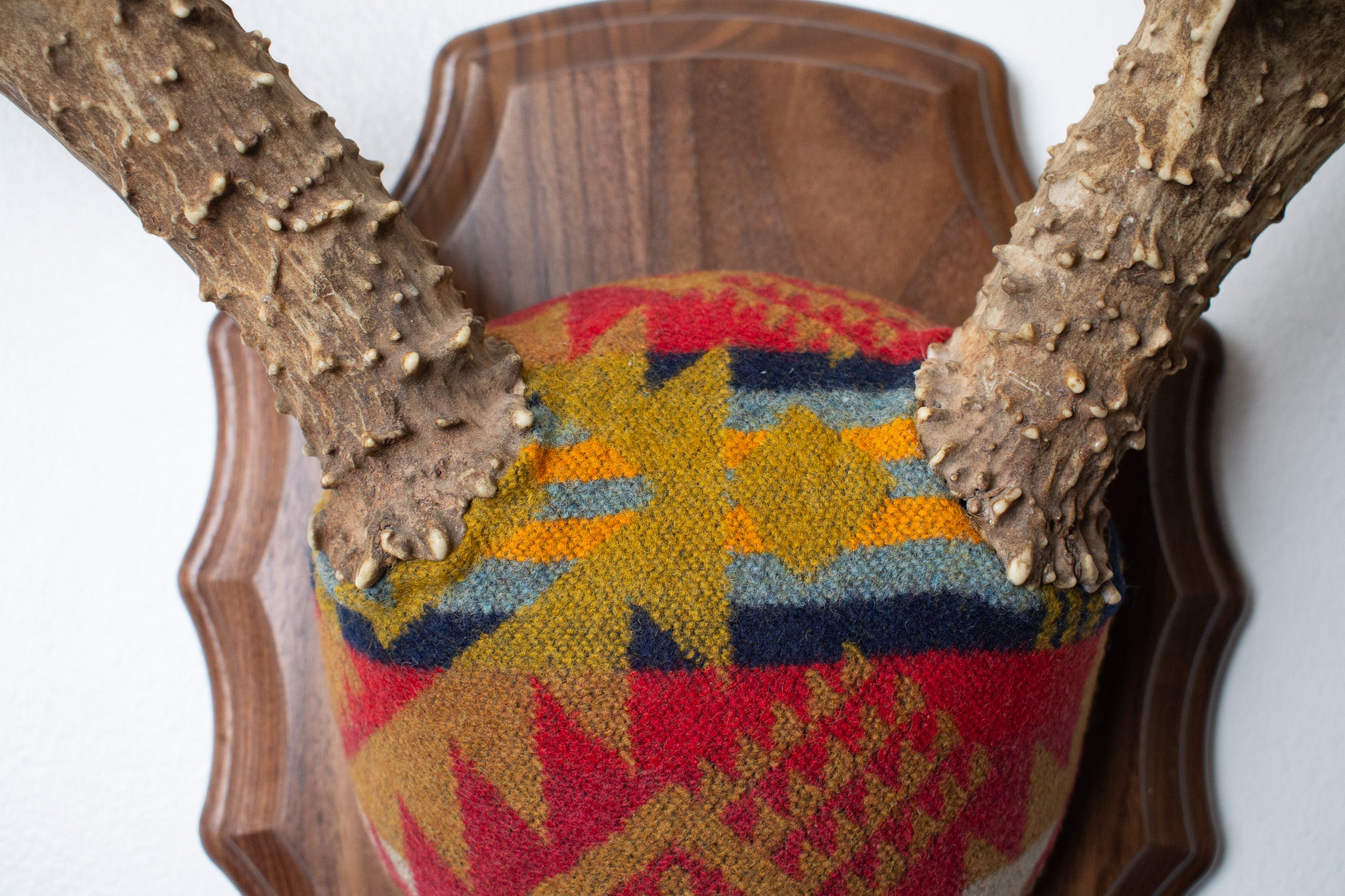 SOLD OUT | Mule Deer Antler Mount | Canyon | 06