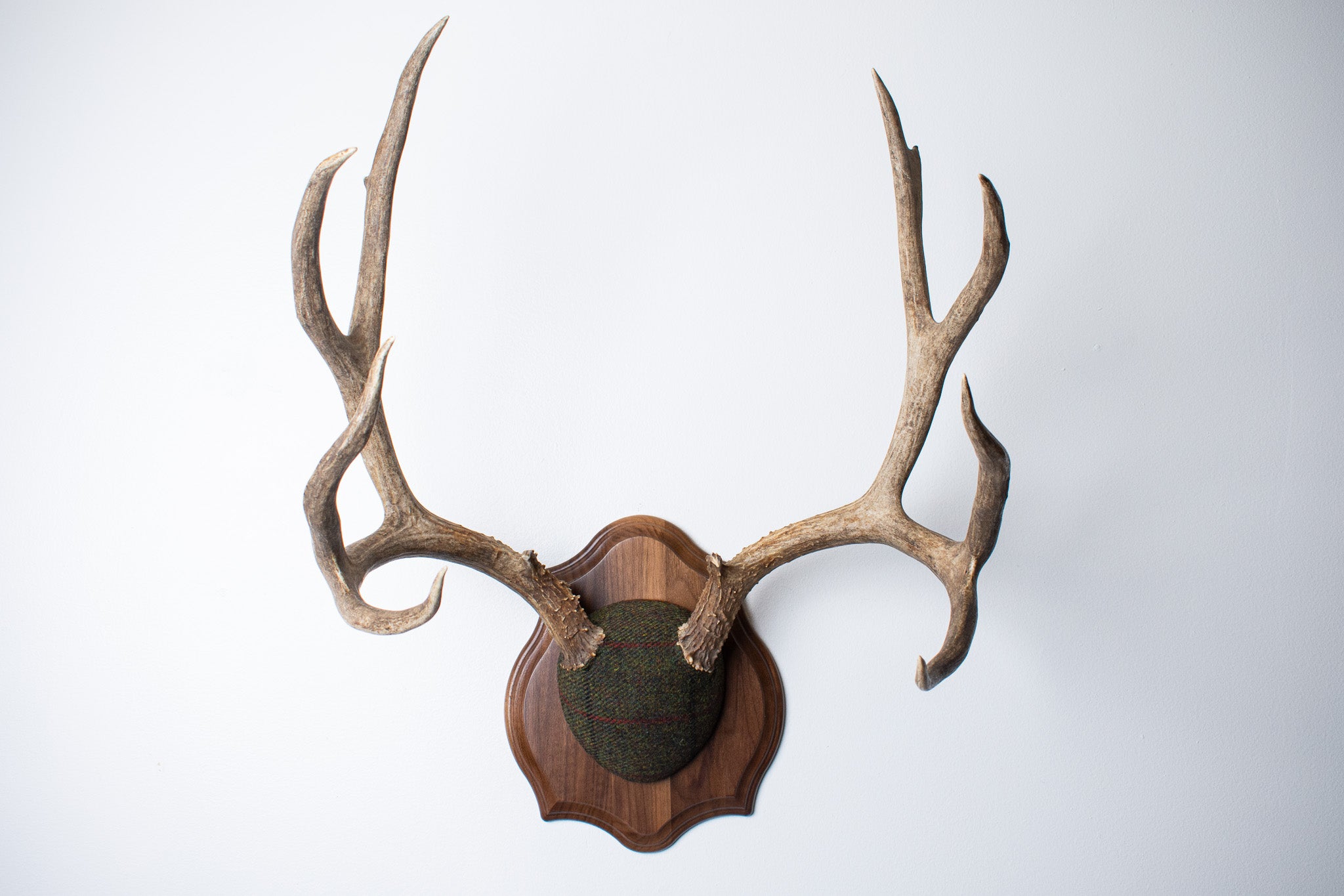 Mule Deer Antler Mount | Green with Red and Black Overcheck | 33