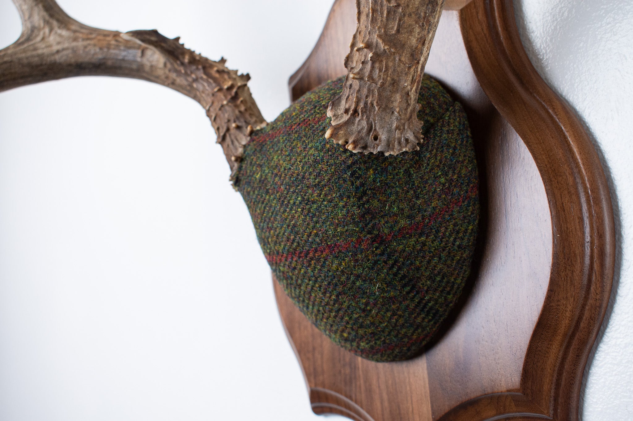 SOLD OUT | Mule Deer Antler Mount | Green with Red and Black Overcheck | 33