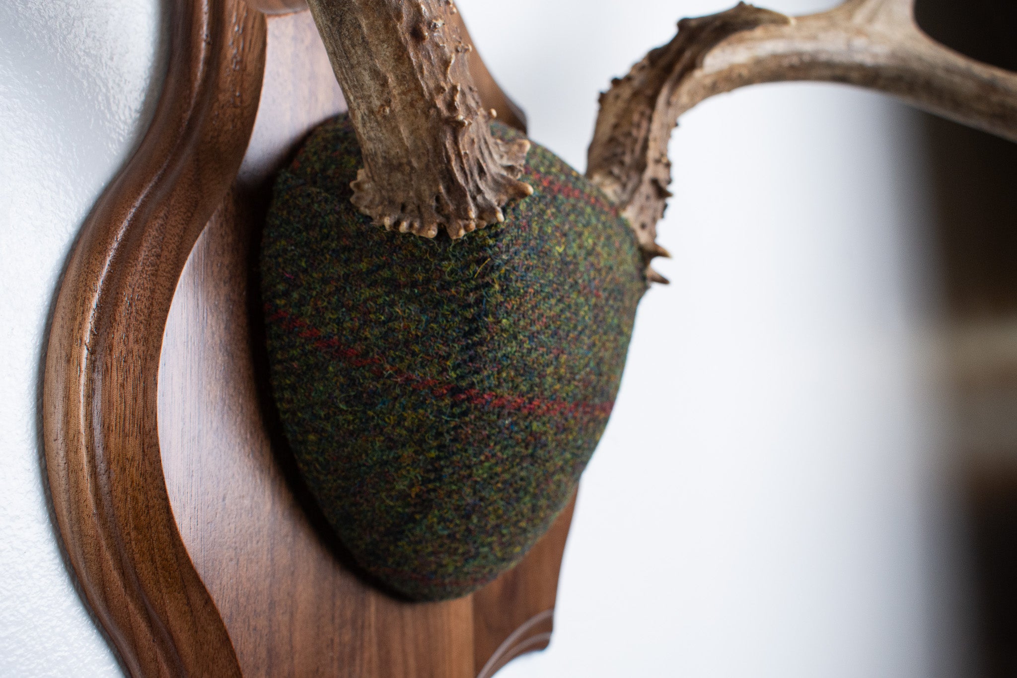 SOLD OUT | Mule Deer Antler Mount | Green with Red and Black Overcheck | 33