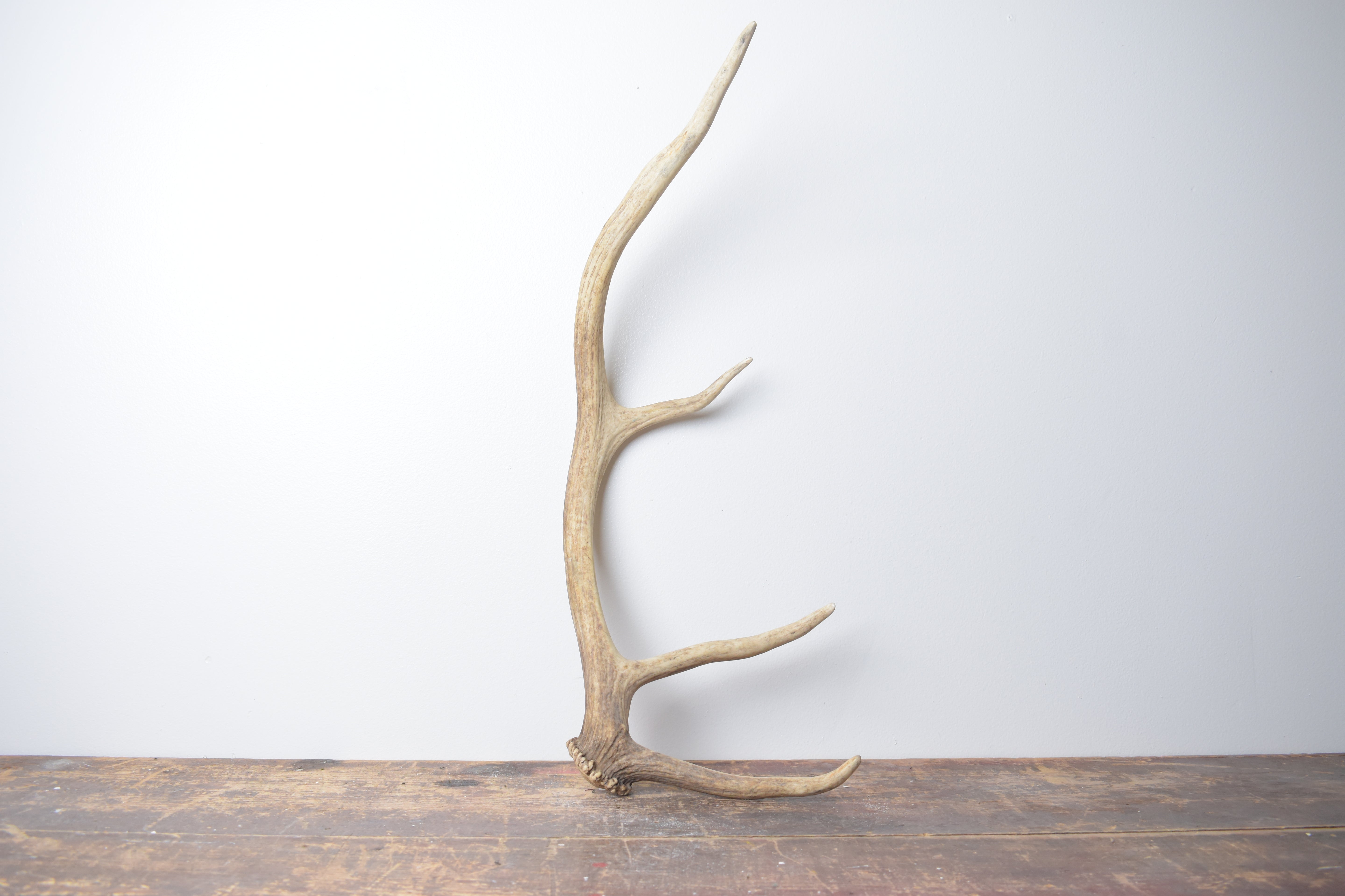 Elk Antler | Small Size | 120
