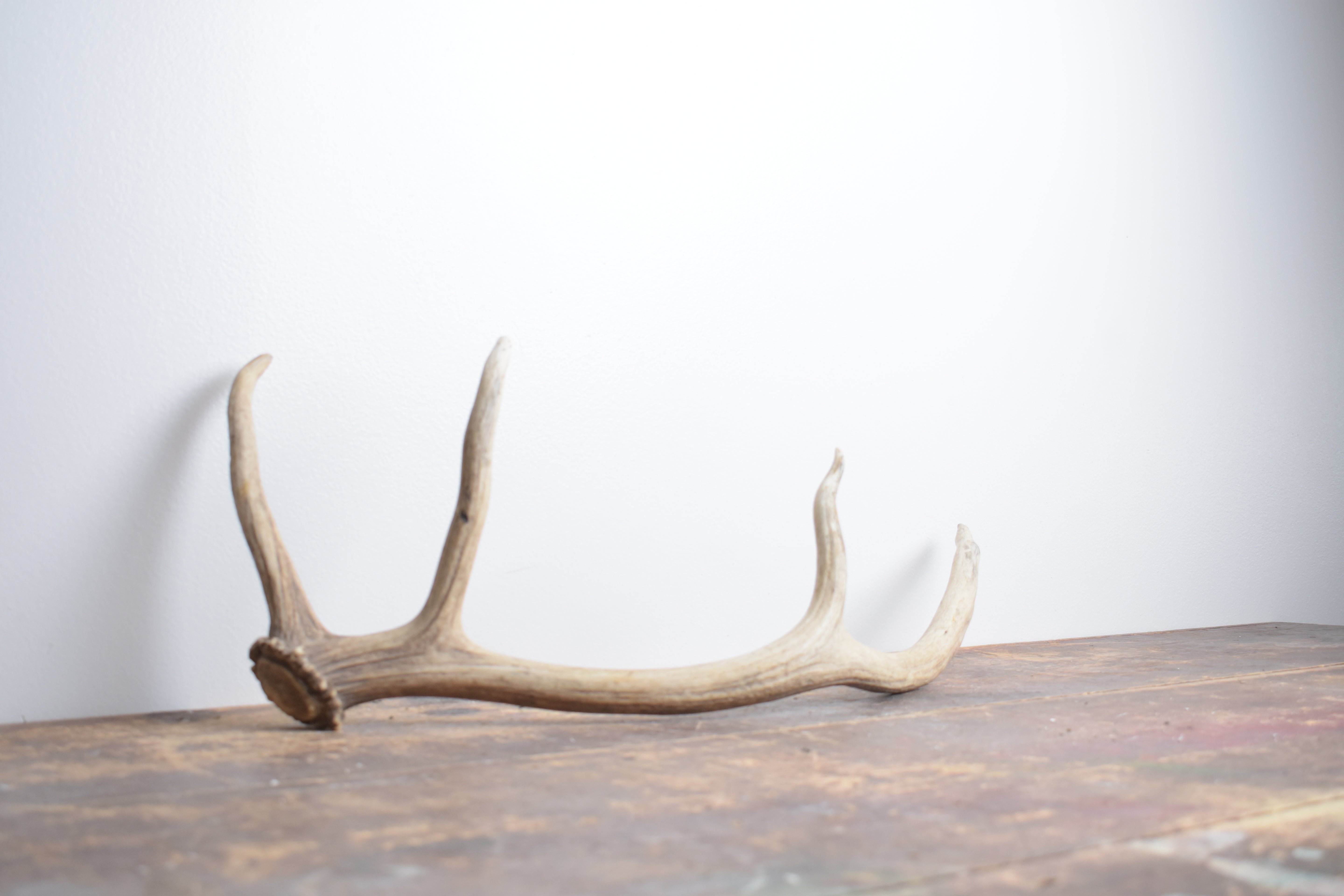 Elk Antler | Small Size | 120