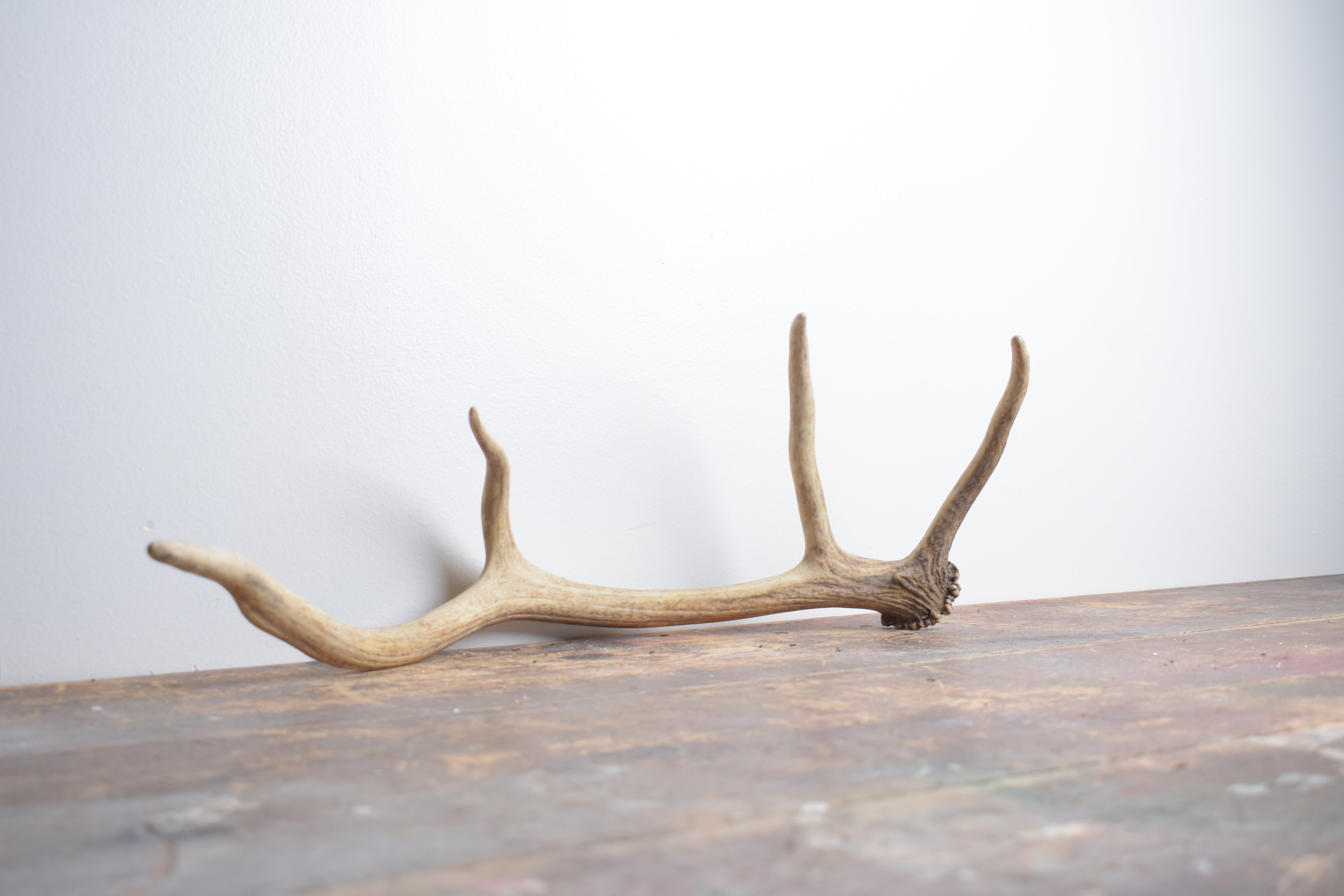 Elk Antler | Small Size | 120