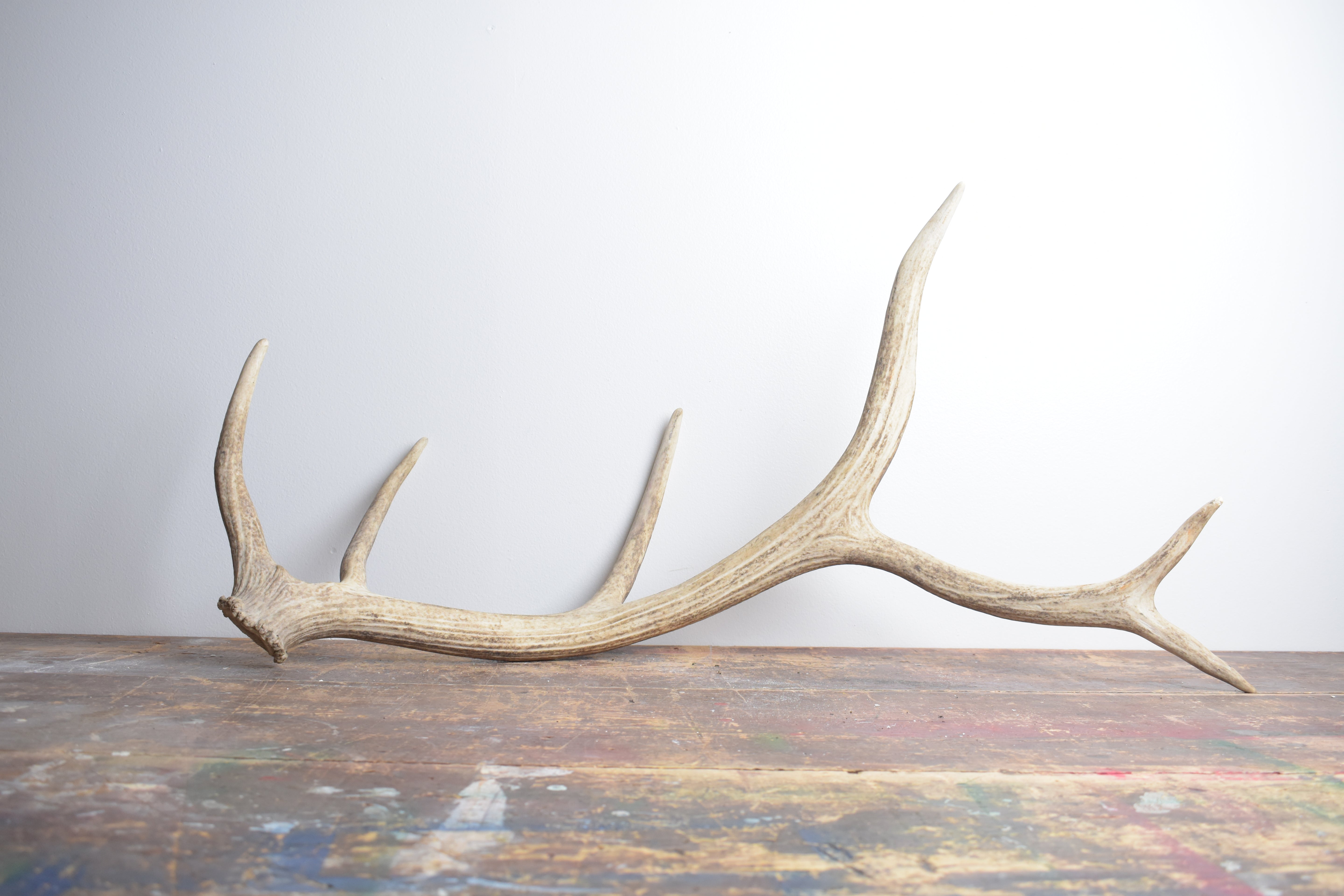 Elk Antler | Medium Size | 119