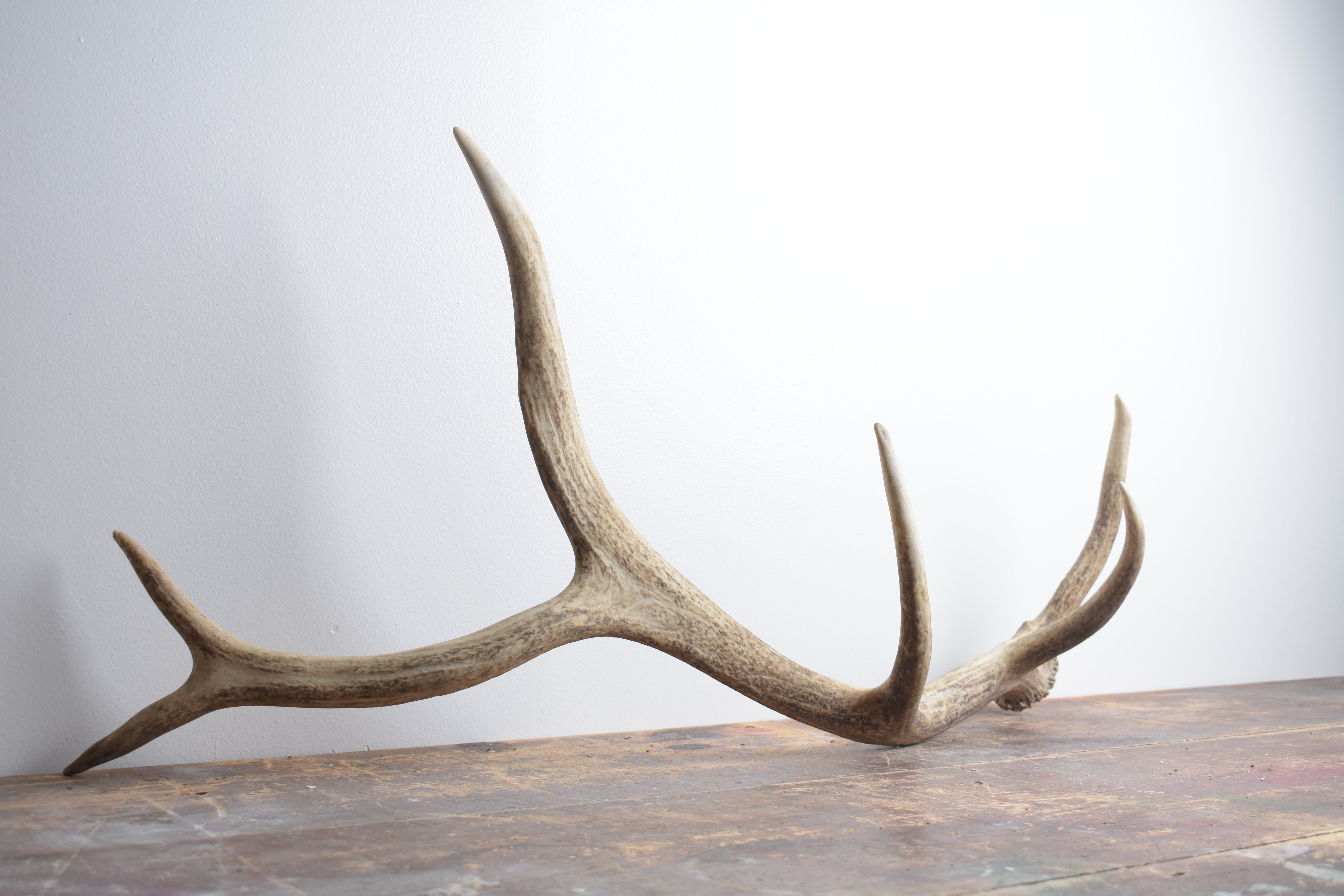 Elk Antler | Medium Size | 119