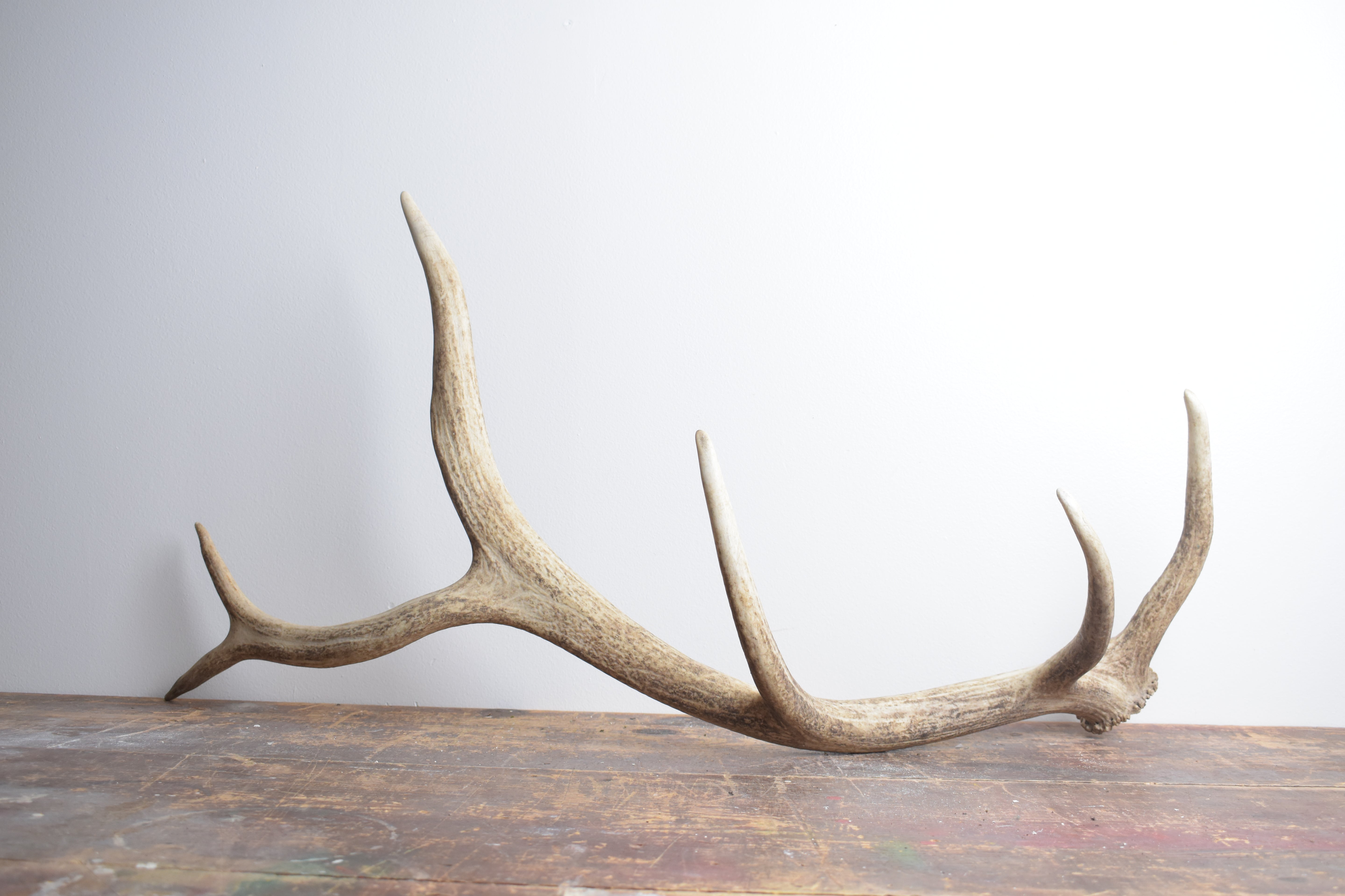Elk Antler | Medium Size | 119