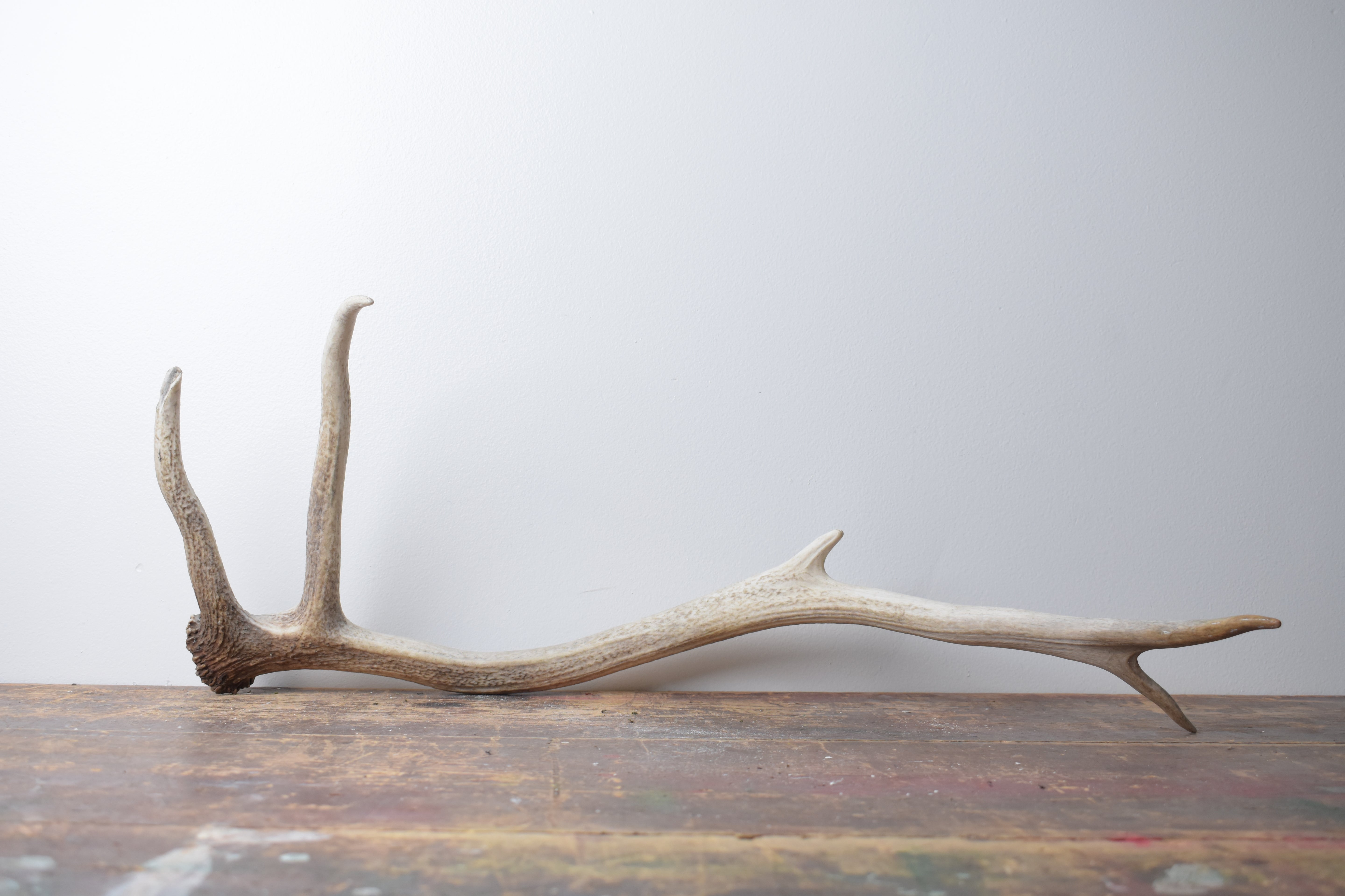 Elk Antler | Medium Size | 110
