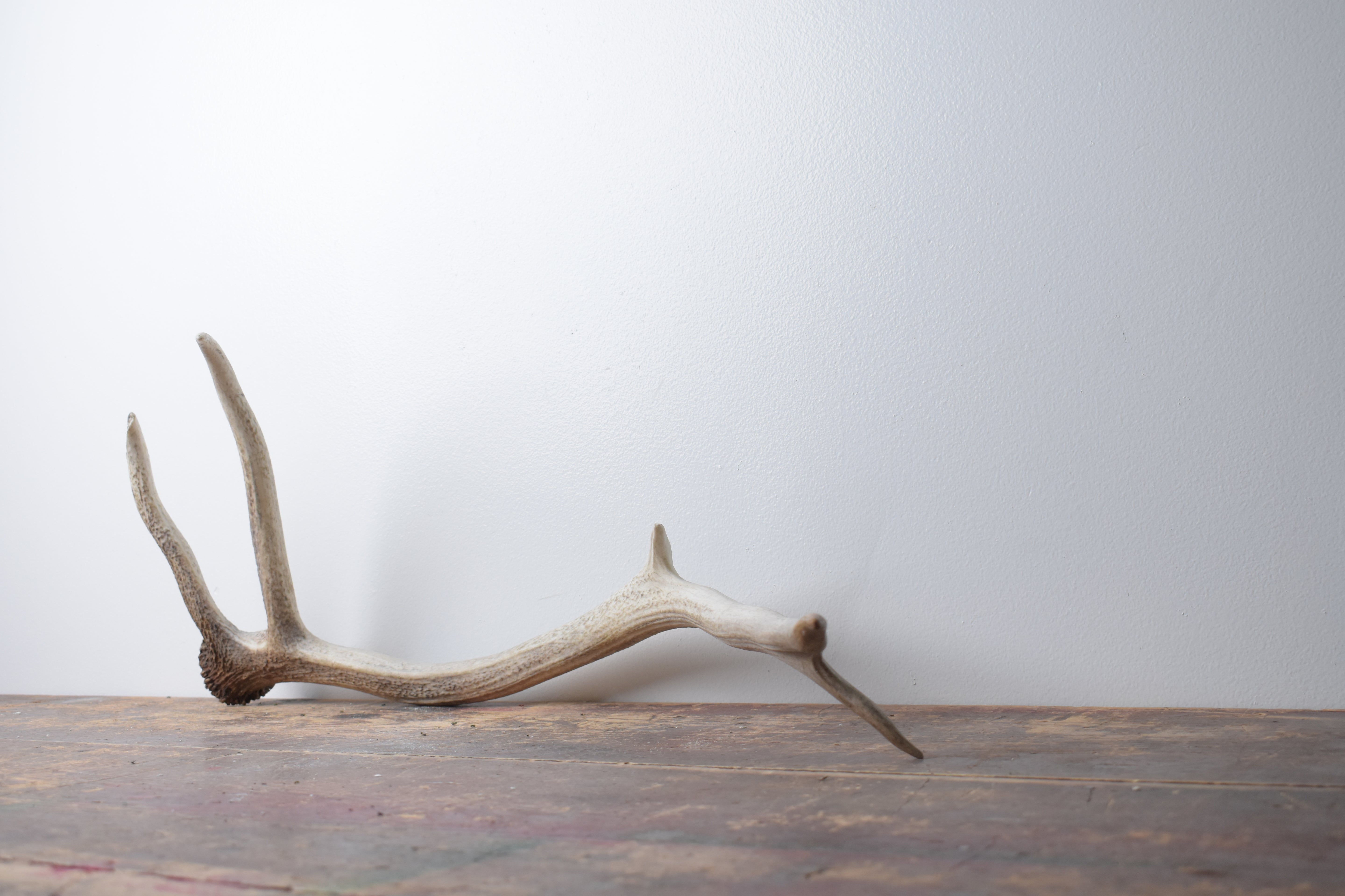 Elk Antler | Medium Size | 110