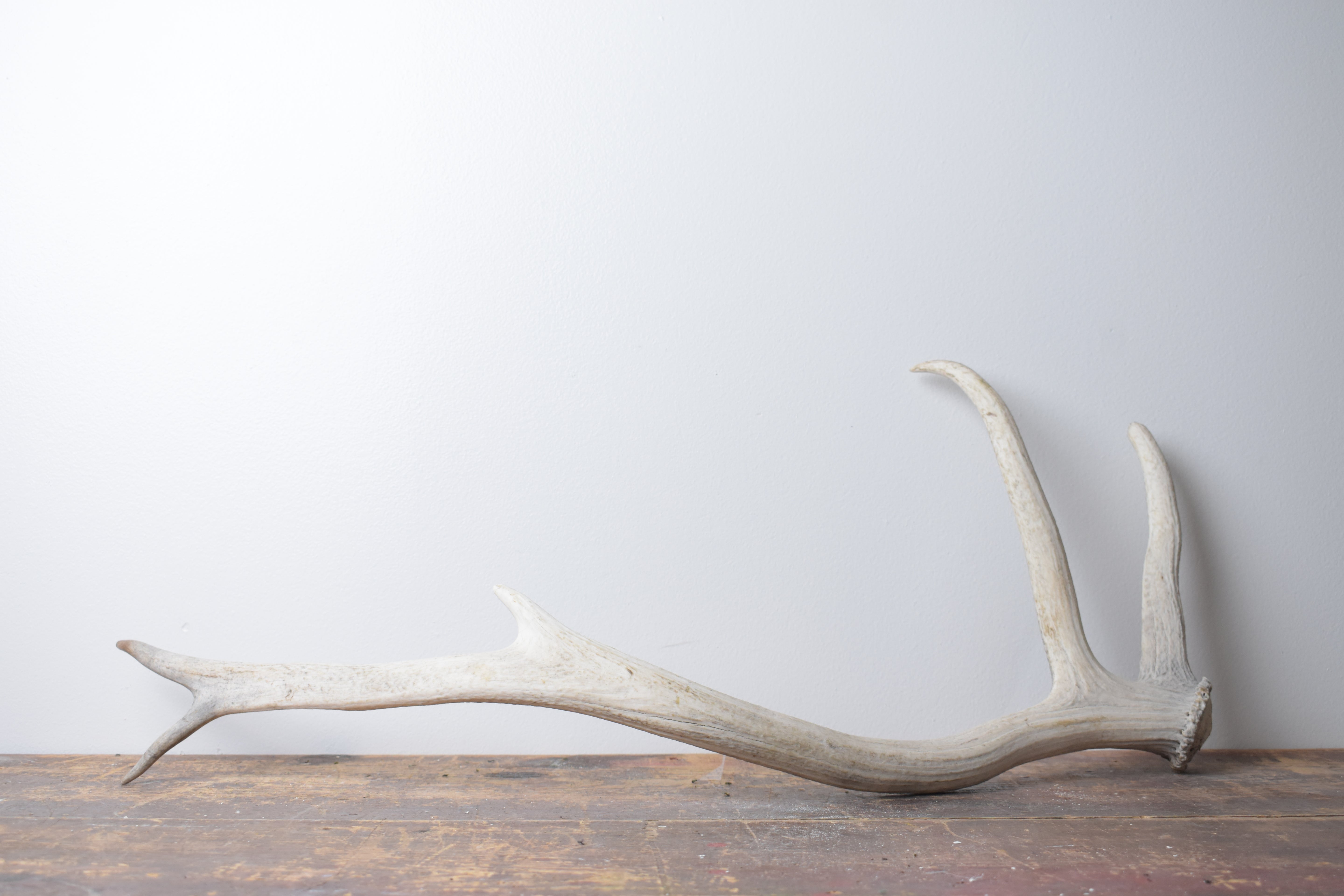 Elk Antler | Medium Size | 110
