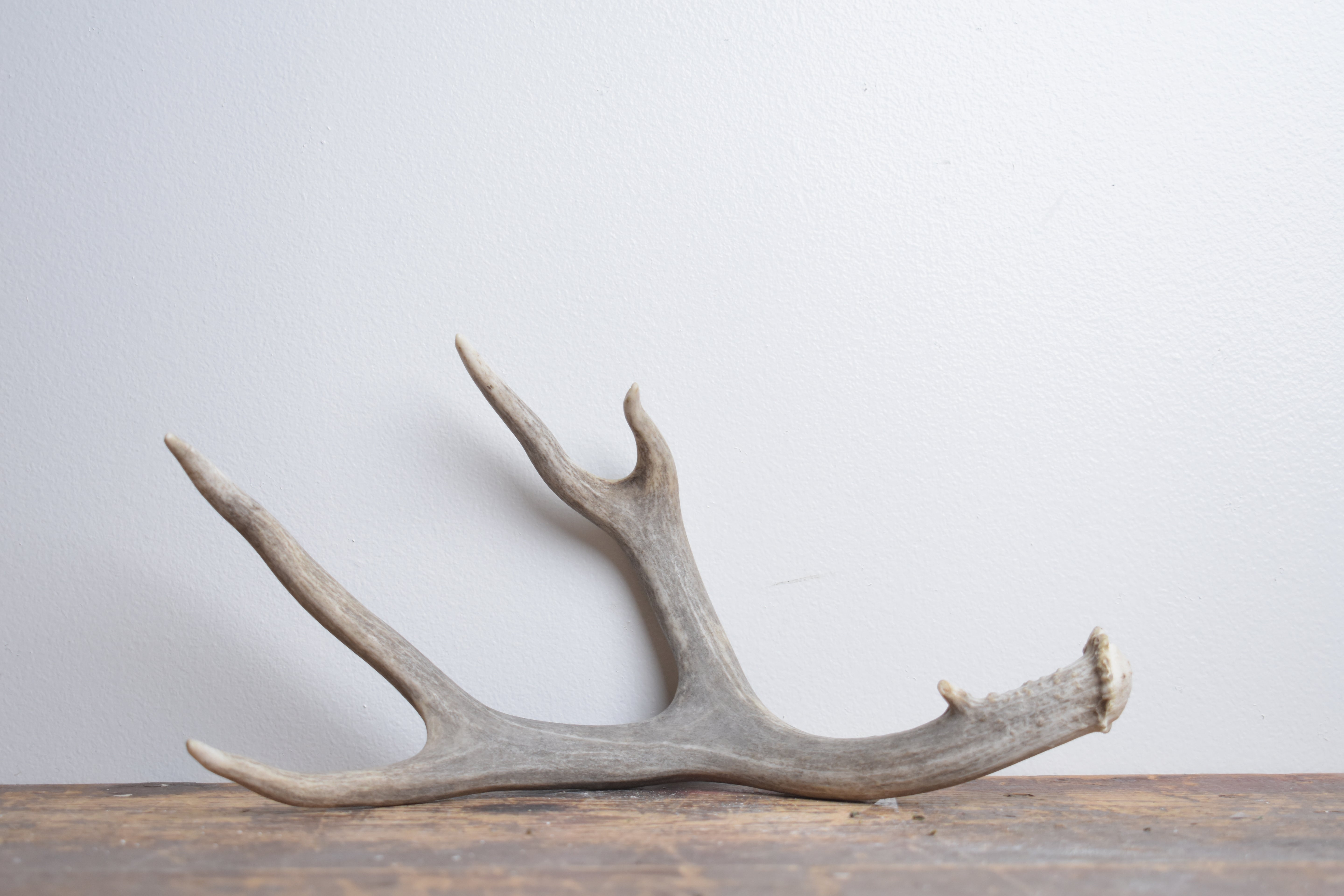 Mule Deer Antler | Small Size | 63