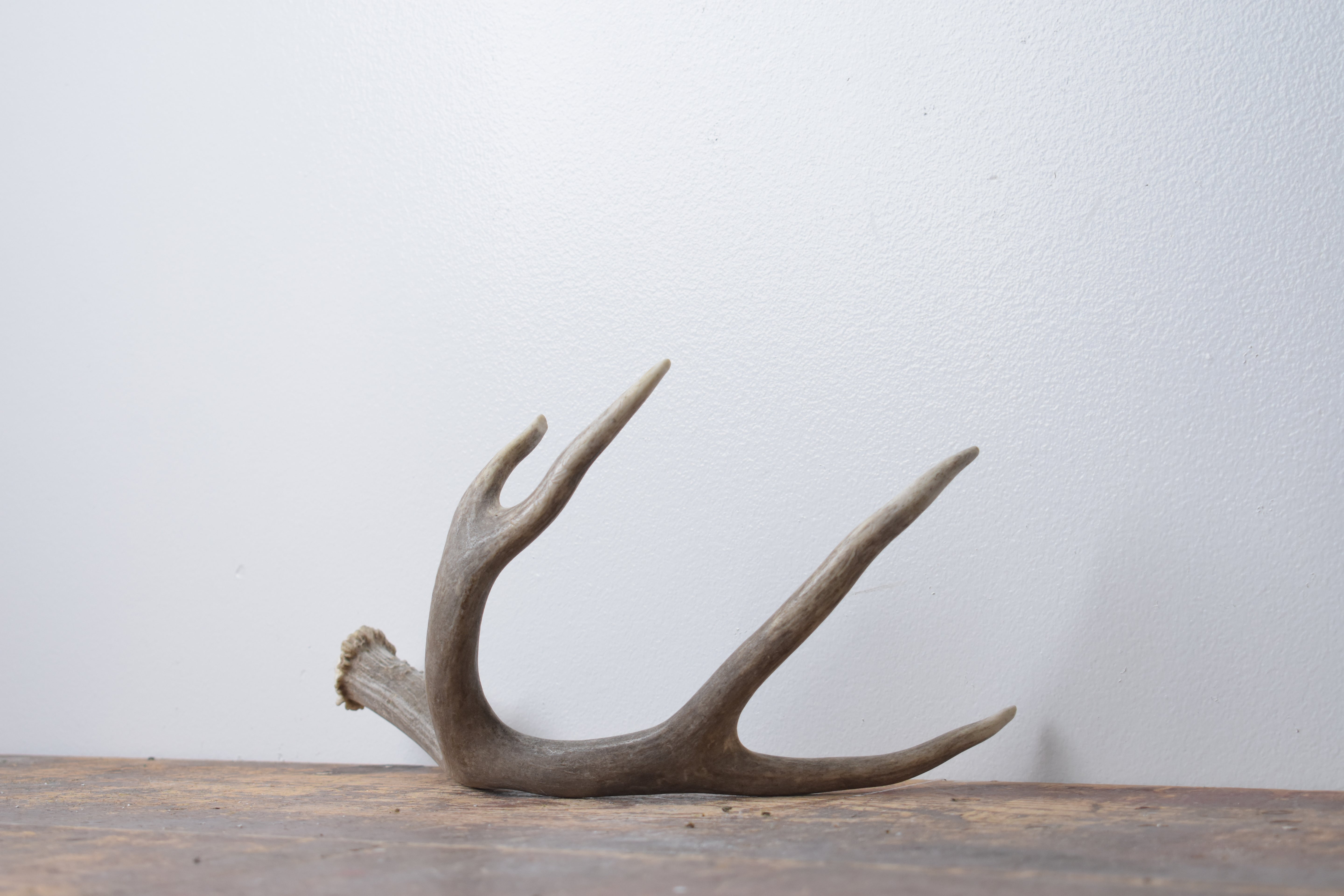 Mule Deer Antler | Small Size | 63