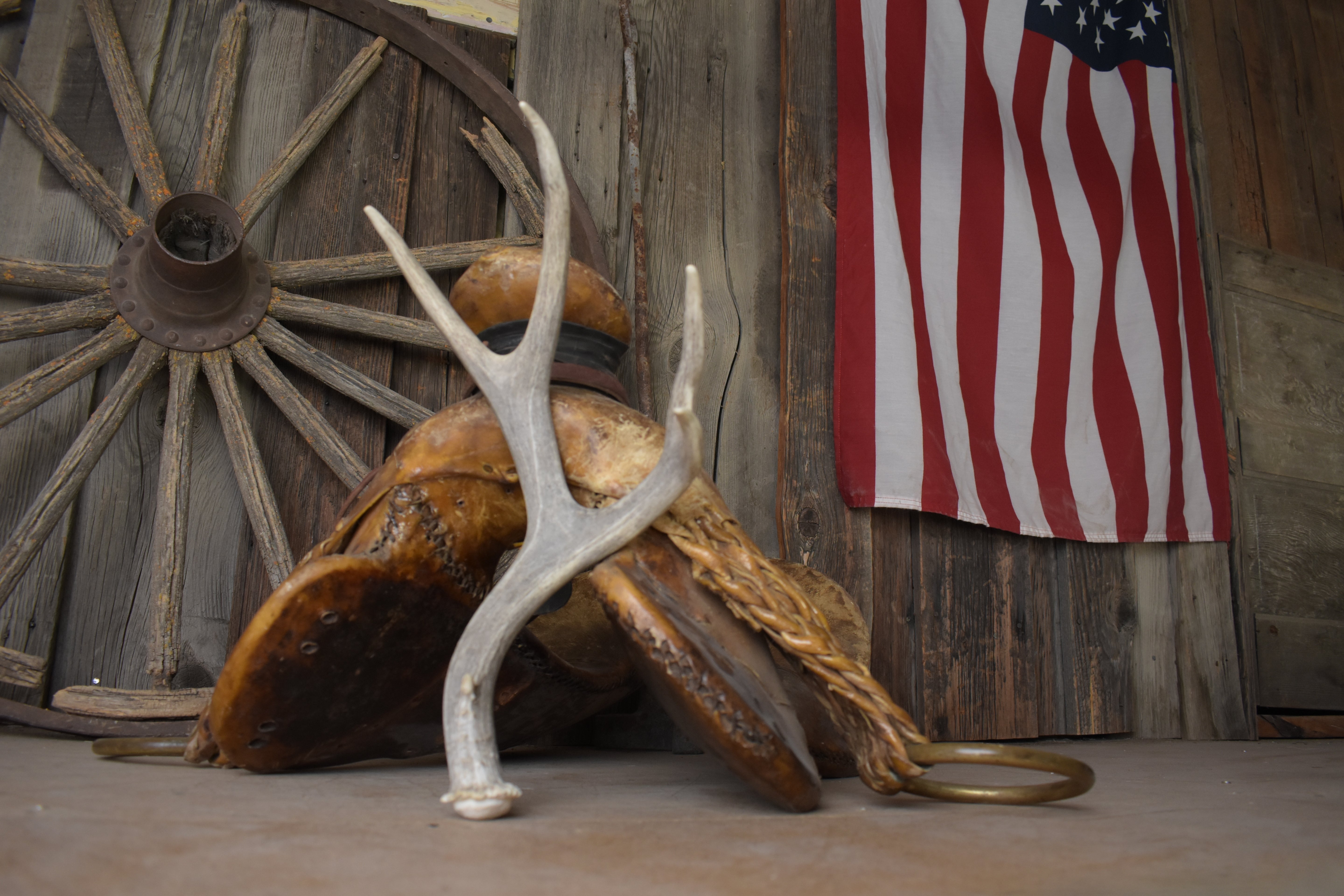 Mule Deer Antler | Small Size | 63