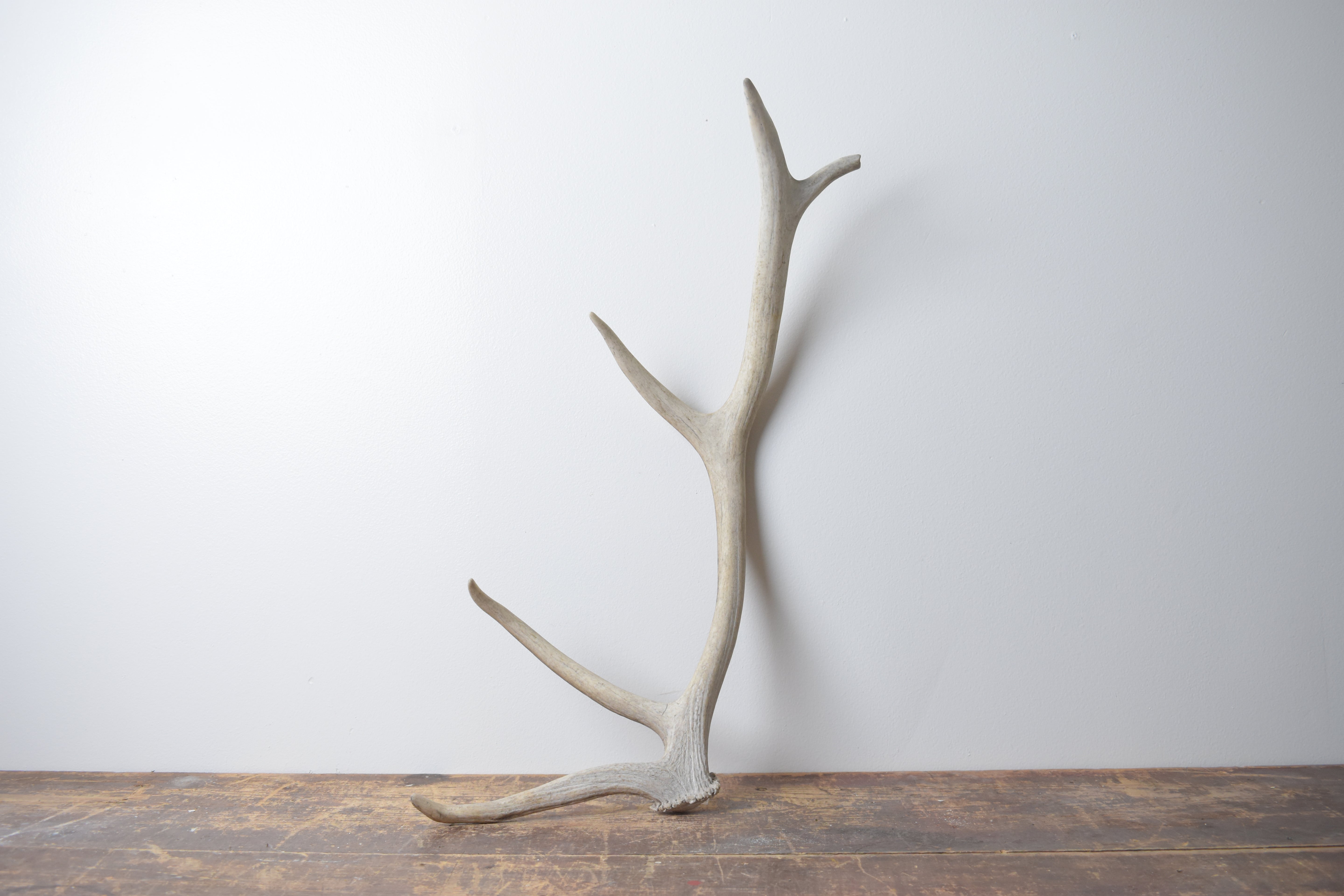 SOLD OUT | Elk Antler | Small Size | 89