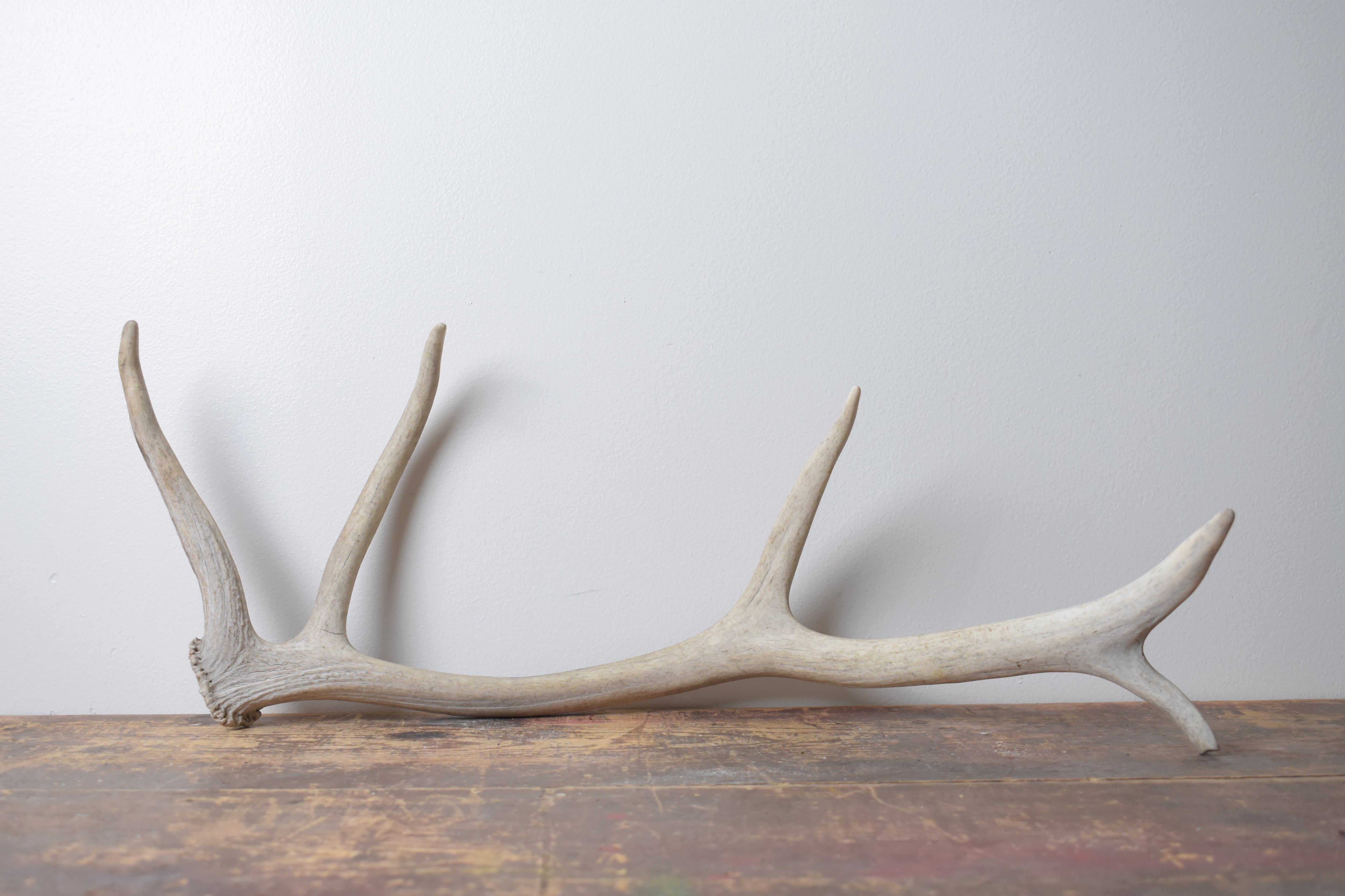 SOLD OUT | Elk Antler | Small Size | 89